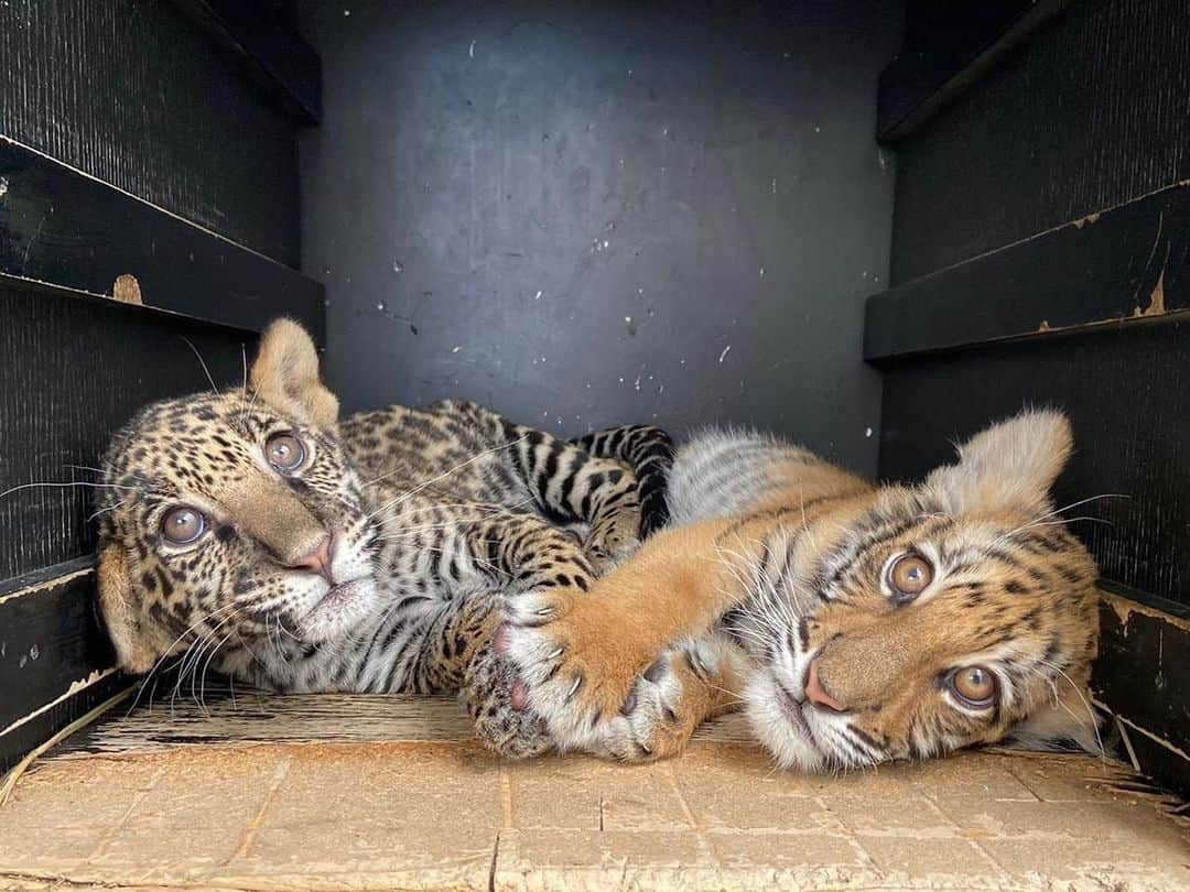 Black Jaguar-White Tiger さんのインスタグラム写真 - (Black Jaguar-White Tiger Instagram)「Good night from Daisy & Indigo :) Look at their paws together :) #PrincessIndigoBJWT #PrincessDaisyBJWT」1月22日 11時22分 - blackjaguarwhitetiger