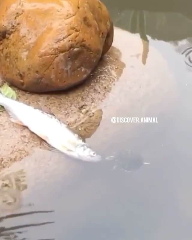 WildLifeのインスタグラム：「Thanks for the help 😇🐢 Video by unknown DM for credit please」