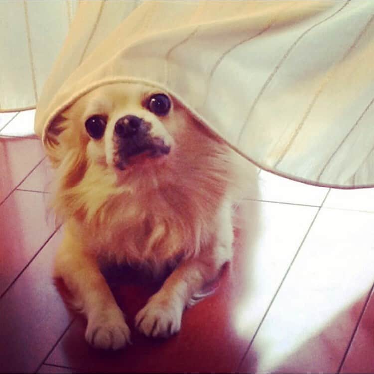 のインスタグラム：「. . 最近めっきり写真を撮らないので、いつの日かの実家の犬🐕ちょこの写真。もう15歳くらい。ちょこ爺👨🏻‍🦳 ちょこに会いたいなぁ〜 全然わたしに懐いてないけども。 . この前コロナがおさまったらしたいことをノートにつらつら書いてみました！そしたら、私は結構なインドア派なのですが…キャンプ🏕したい、アスレチックに行きたい、飛行機に乗りたい、韓国で現地の辛すぎるご飯食べたい、カヌーをこぎたい、USJにいきたい…（あのマリオのとこ行きたい） と何の反動かやりたいことがほぼアウトドアでした🛶 キャンプなんぞほぼしたことがない。 なじみのキャンプといえば宮崎キャンプ⚾️ しかし今の夢はキャンプ🏕をすること。 そして網の上で肉を焼きたいのです。 さらにはヤマメでも釣って火のそばに刺したいのです… 人間の欲望は限りないですね🙏🤣 . みなさまも元気で、楽しく毎日お過ごしくださいまし🙇‍♀️ #とはいいつつも #キャンプ #一回したらもう満足しそう」