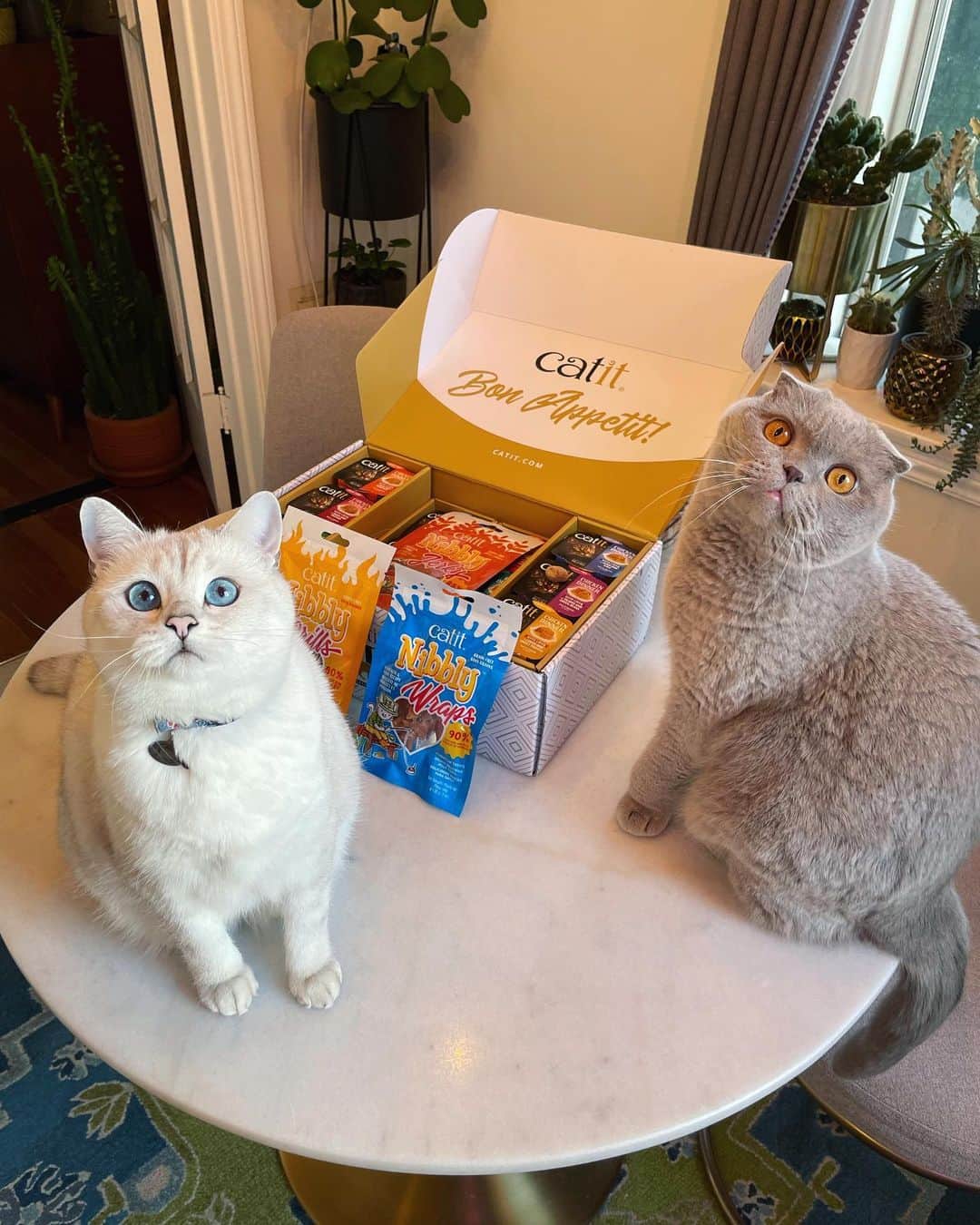 Millaのインスタグラム：「‼️CATIT GIVEAWAY ‼️ 😺 Milla is selecting FIVE WINNERS on MONDAY 1.25 and notified via DM. (Only valid for U.S. residents).  Prize 🎁 package includes: Two-month supply of Catit Dinner Bistro Boxes (60 servings) A variety of other @catitdesignproducts treats and toys❗️   To enter:⁠ 1. Like this photo 2. Make sure you’re following both Milla and @catitdesignproducts  3. Tag one friend (or more!) in the comments 4. To receive a bonus entry, share this post to your stories!    CATIT Fine dining delivered on your schedule and directly to your doorstep 3 Bistro Box varieties – Chicken, Fish or Variety (30 servings per box)😺  •Catit Dinner is premium-quality wet food with a unique dual-texture format •Made with fresh, all-natural ingredients and essential nutrients •High in protein with added vitamins and minerals •Hydrating complement to cats’ daily dry food intake  #MillaTheCat #catit #catitdesignproducts #catitbistrobox #giveaway #catfood」