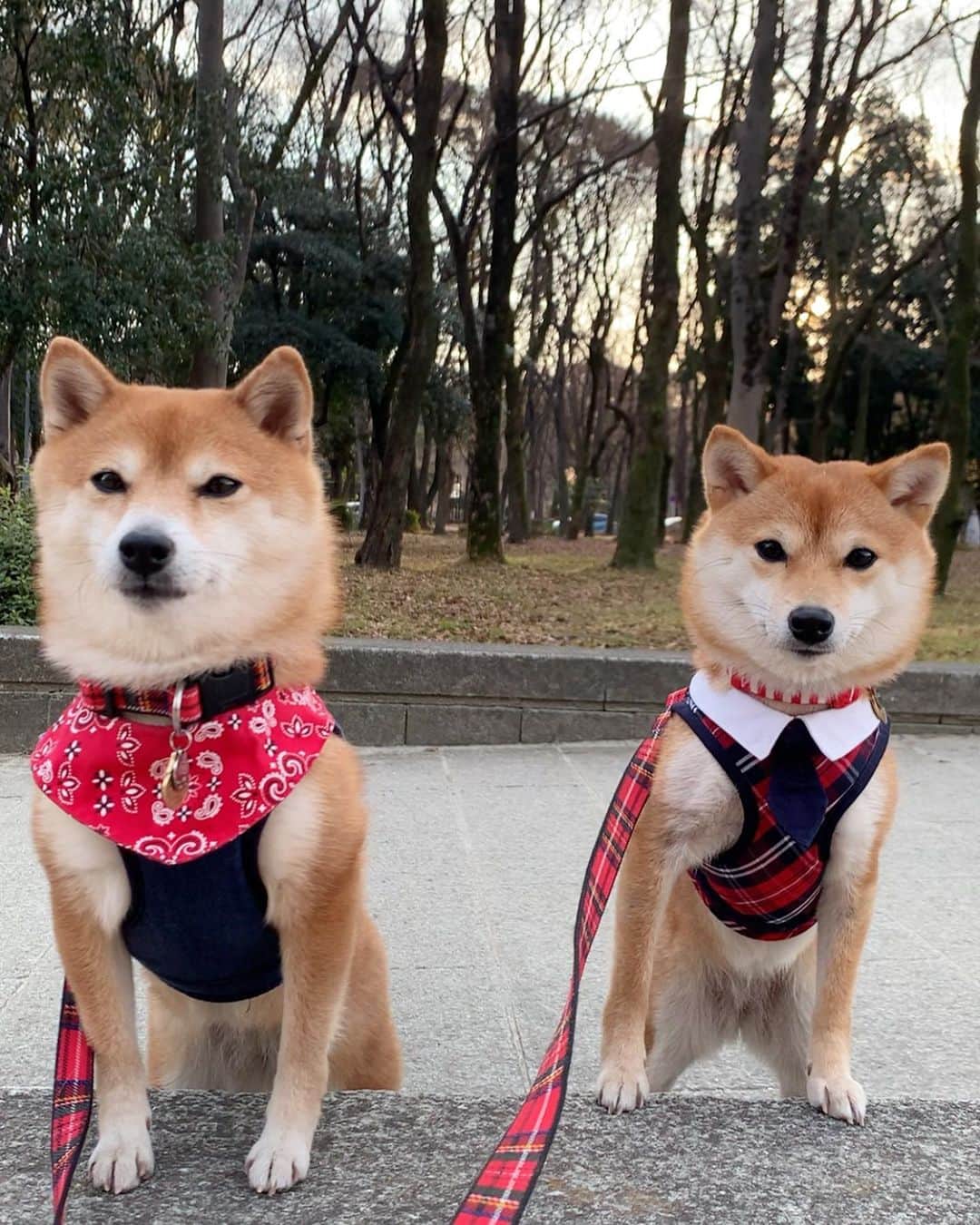 豆柴 サニーちゃんのインスタグラム