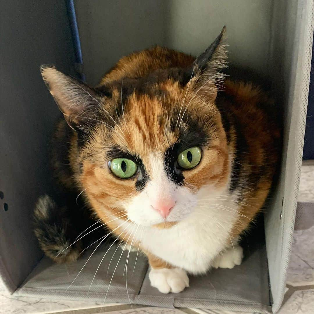 リリーさんのインスタグラム写真 - (リリーInstagram)「Sorry, no room for you! . . . . . #lillycrazyeyes #mood #catsofinstagram #9gag #calico #instacat #meowstagram #meow #meowdel #instacalico #calico  #tuesday #crazyeyes #sassy #boop #calico #calicocat #box」1月22日 11時53分 - lilly_crazyeyes