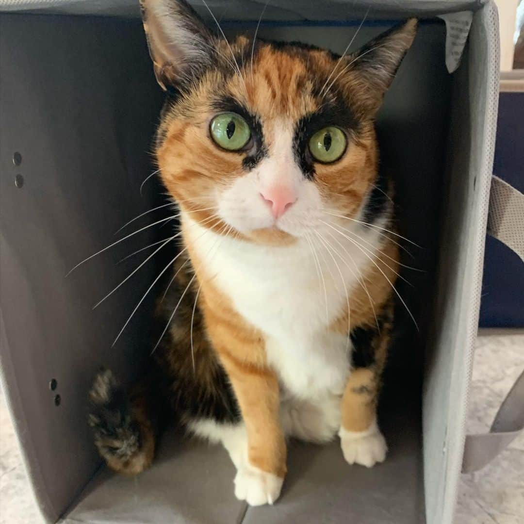のインスタグラム：「Sorry, no room for you! . . . . . #lillycrazyeyes #mood #catsofinstagram #9gag #calico #instacat #meowstagram #meow #meowdel #instacalico #calico  #tuesday #crazyeyes #sassy #boop #calico #calicocat #box」