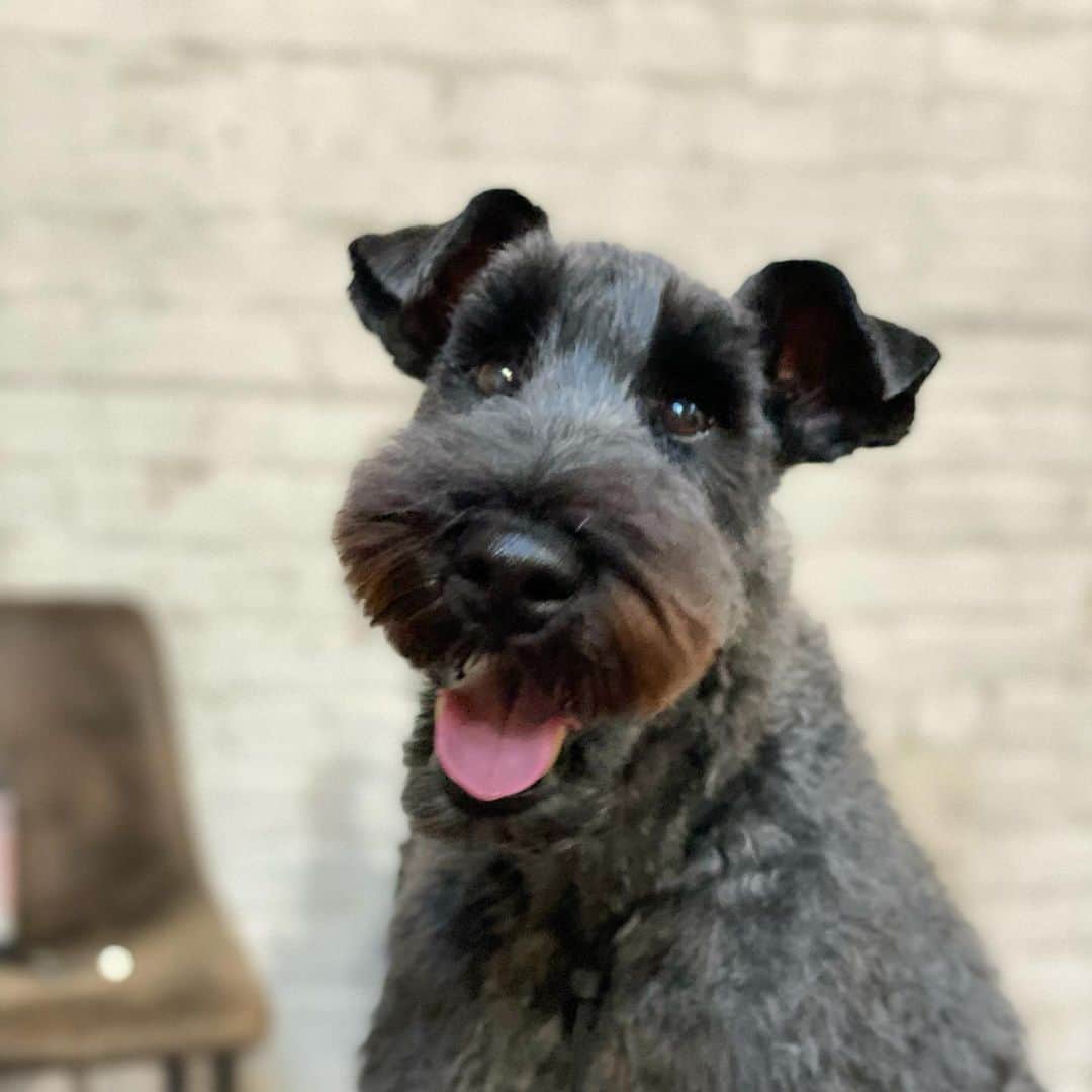 Dogs by Ginaのインスタグラム：「This is the face my kid makes when I walk in on him playing in his poop.」