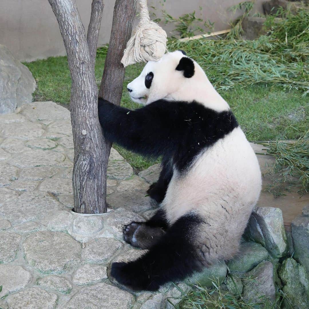 パンダ（白浜）さんのインスタグラム写真 - (パンダ（白浜）Instagram)「playing #結浜 by tree 🐼😊🐼 #photography #adventureworld #アドベンチャーワールド #ADVENTUREWORLDPANDAS #baby #HELLOLITTLE #pandamental #hellopanda #ハローリトル #ハローパンダ #パンダグラビア #パンダ　and #panda #pandababy 🐼🐼🐼」1月22日 12時24分 - hellopanda_book