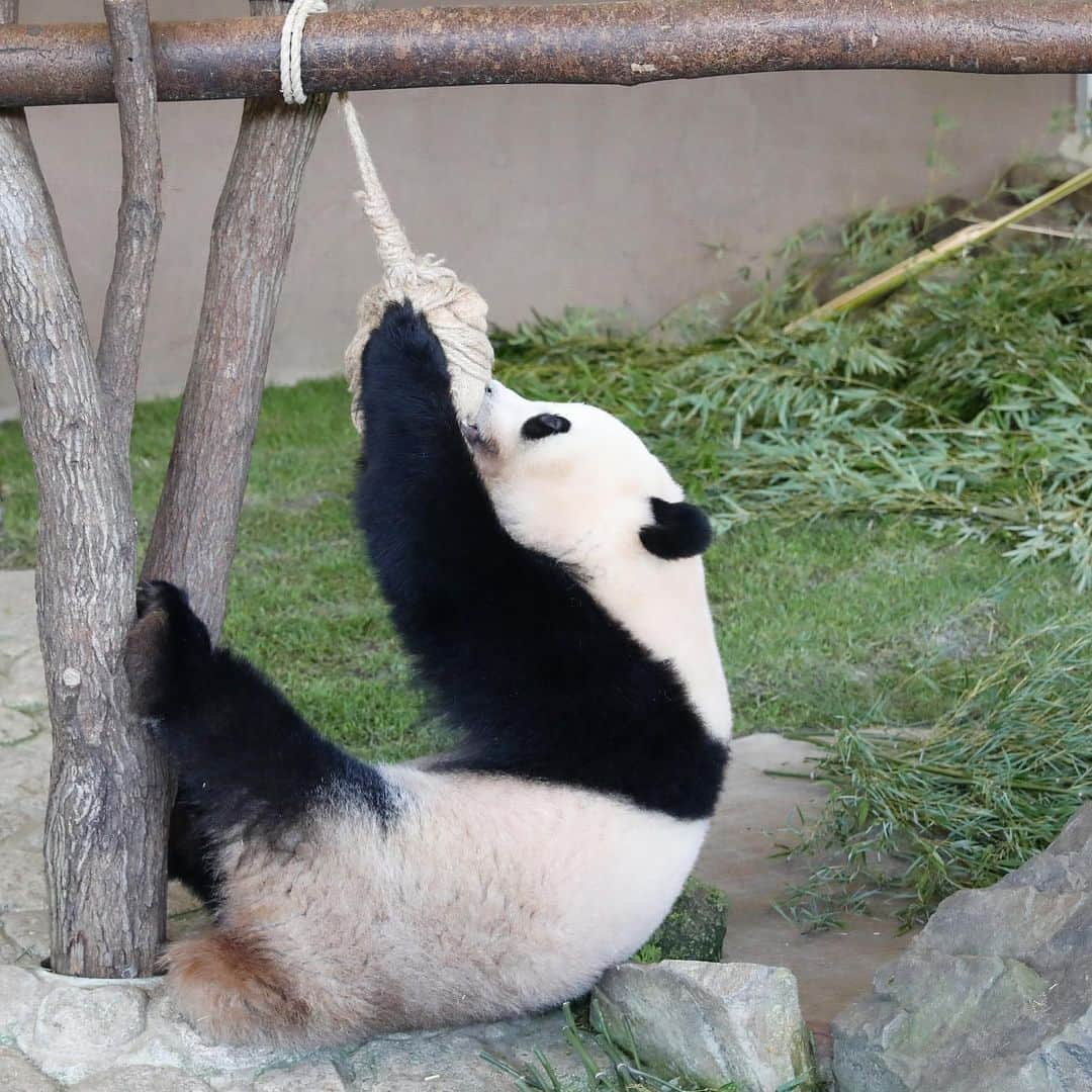 パンダ（白浜）のインスタグラム