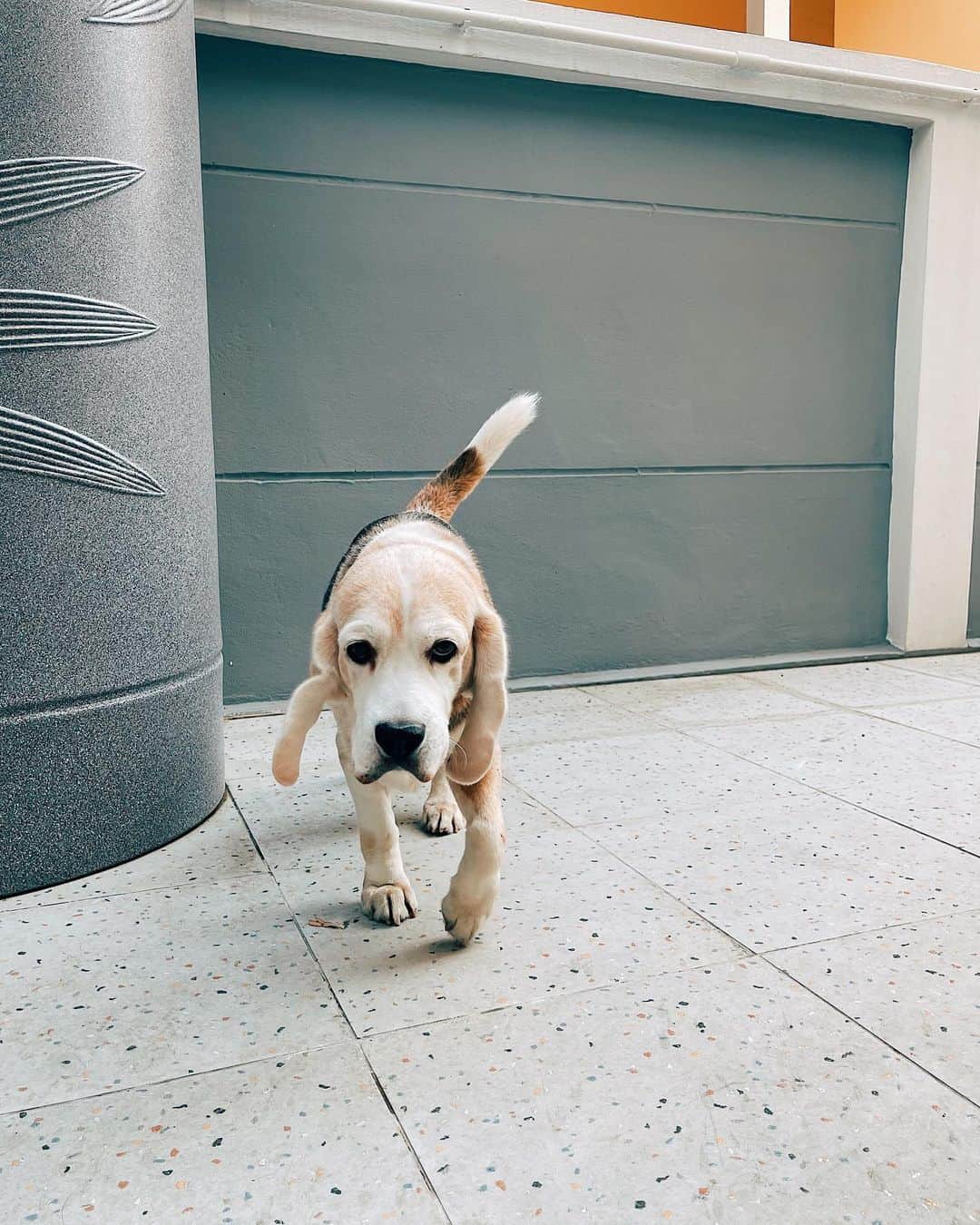 r_oseのインスタグラム：「I’m coming to get youuuuuuuu...🐶〰️」