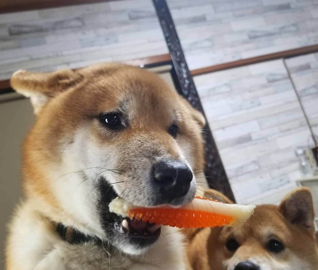 柴犬たま Shibainu Tamaのインスタグラム