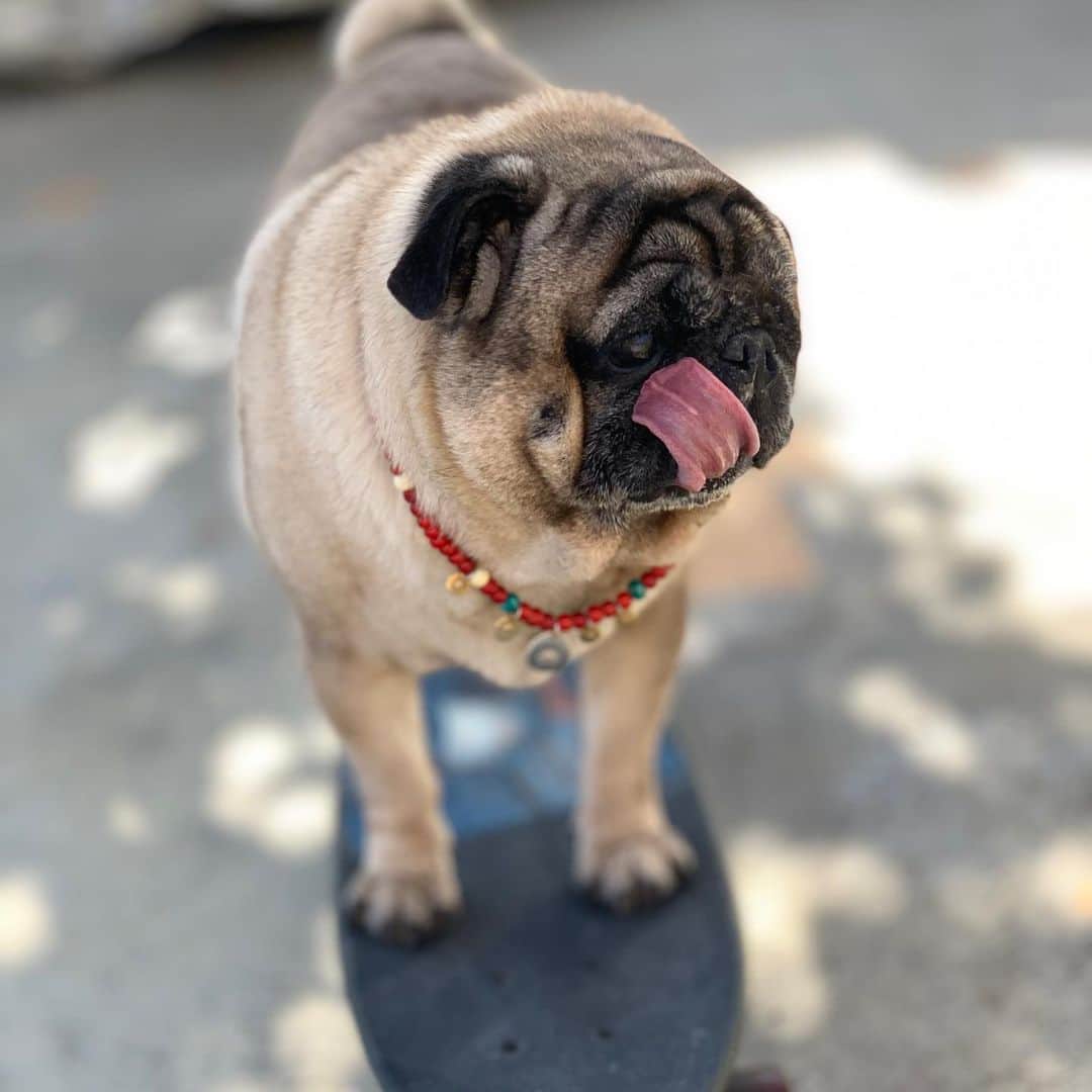 gontaのインスタグラム：「Very nice Friday.✌️🛹#keelyafternootea #Gonta2#speakpug #smilingpugs #pugjapan #pug #love #pugsofinstagram #zerozeropug #skatboardpug #pugshit #worldofpug」