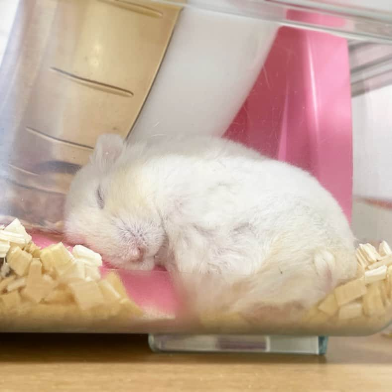 hamster_mocoのインスタグラム