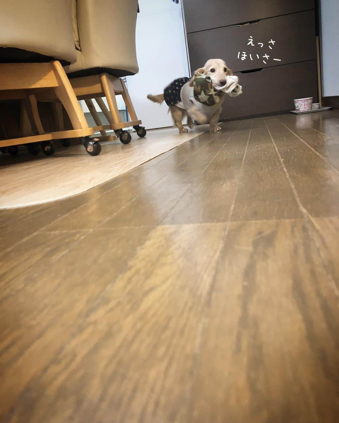 チズさんのインスタグラム写真 - (チズInstagram)「久々の#洗濯運び 運んでる時の足音🐾ツボ❤️  #動くマロン #運び屋さん 🐕💨 #movie 🎥 チャッチャカ〜 チャッチャカ🐕💨 #わるさ した時は足音でわかる🐾 #Mダックス#ダックス#ミニチュアダックス #親父犬#シニア犬#ミニチュアダックスフンド #ミニチュアダックスクリーム#短足部 #短足犬#カニンヘンダックス #ダックス14歳#カニンヘンダックスフンド#犬は家族#犬のいる生活#シニアライフ#インスタでわんこみるのが日課 ♡♡」1月22日 13時42分 - sqi.chizu