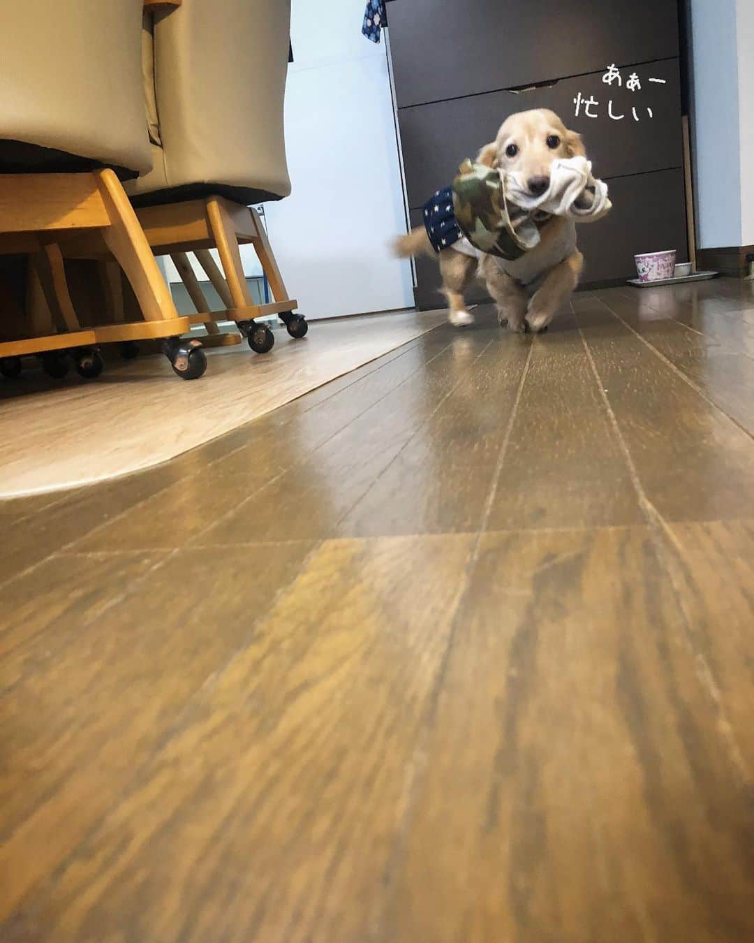 チズさんのインスタグラム写真 - (チズInstagram)「久々の#洗濯運び 運んでる時の足音🐾ツボ❤️  #動くマロン #運び屋さん 🐕💨 #movie 🎥 チャッチャカ〜 チャッチャカ🐕💨 #わるさ した時は足音でわかる🐾 #Mダックス#ダックス#ミニチュアダックス #親父犬#シニア犬#ミニチュアダックスフンド #ミニチュアダックスクリーム#短足部 #短足犬#カニンヘンダックス #ダックス14歳#カニンヘンダックスフンド#犬は家族#犬のいる生活#シニアライフ#インスタでわんこみるのが日課 ♡♡」1月22日 13時42分 - sqi.chizu