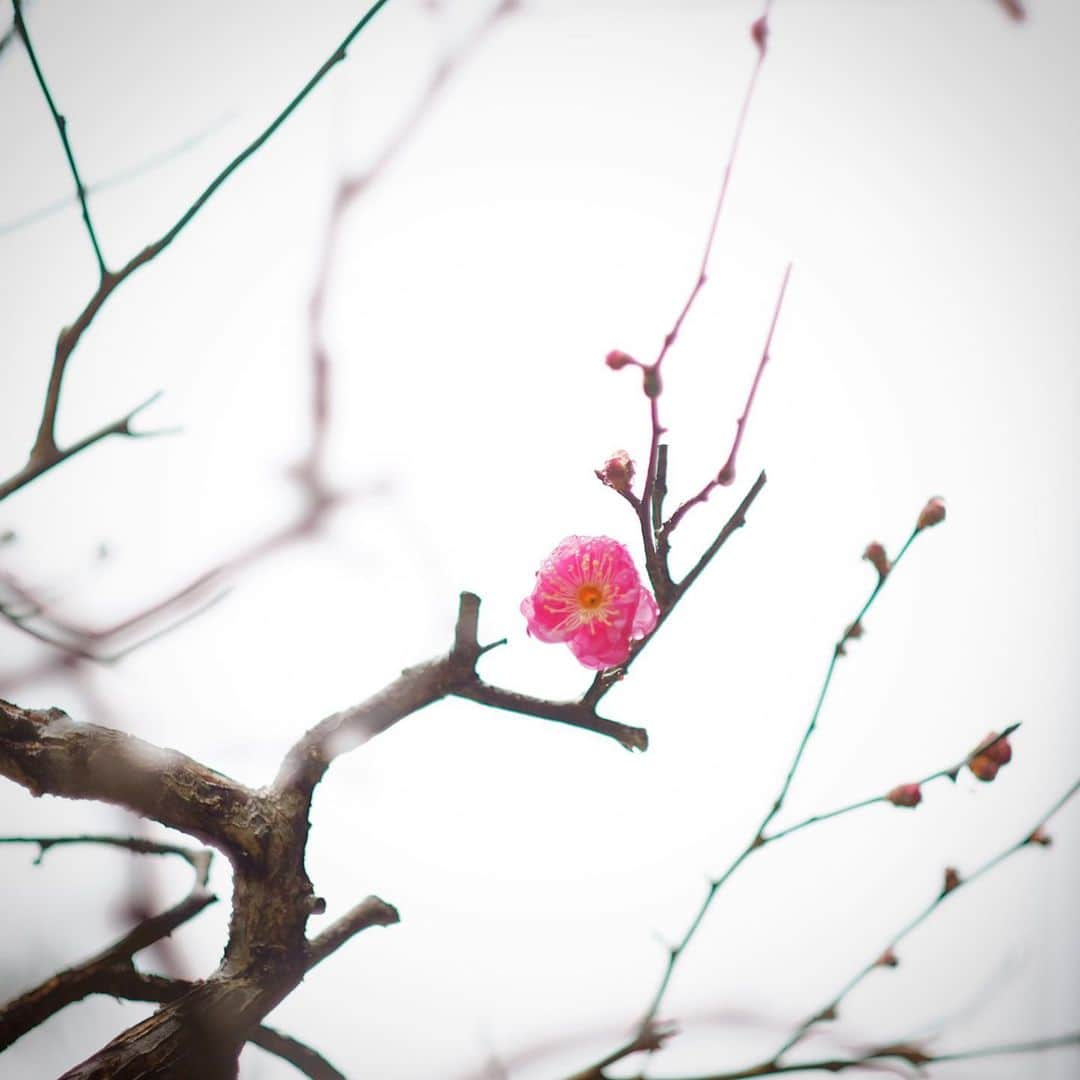 奈良 長谷寺 / nara hasederaのグルメインスタ