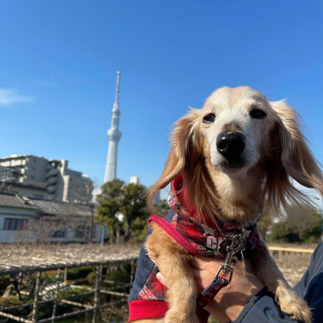 のインスタグラム：「今週パパ有給消化DAY😁 ＊ 上着いらないポカポカ陽気🎵 スイセンに梅の花もチラホラ🌸 ＊ #犬#ダックス#ダックスフンド#ミニチュアダックス#dachs#いぬぐみ📛#pecoいぬ部#シニア犬 #よく寝るシニア犬#わんぱく部#サンデイ#todayswanko #ボンボンハイスクール#ダックスの日常」