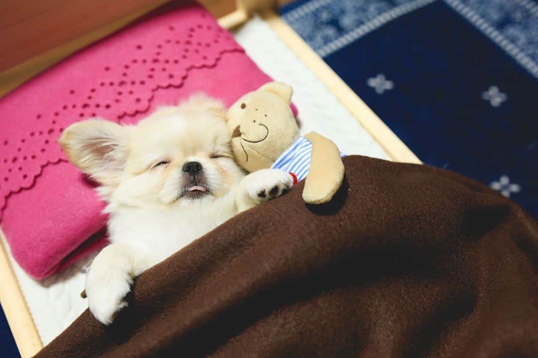 juntowaのインスタグラム：「懐かしのかるの赤ちゃん動画YouTubeにアップしましたー！#良かったら見てね#YouTube」