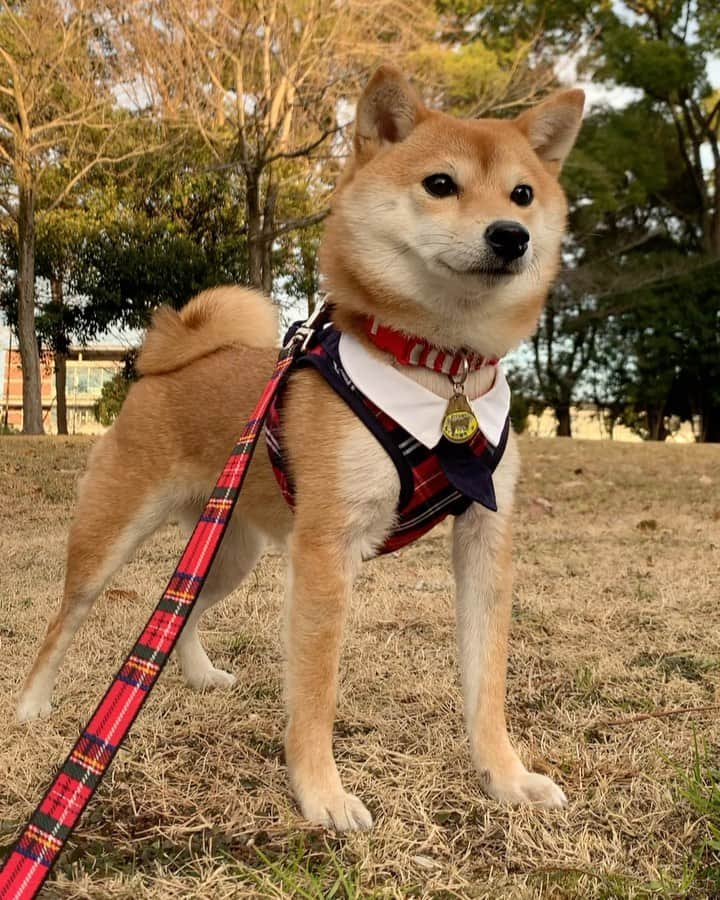 豆柴 サニーちゃんのインスタグラム