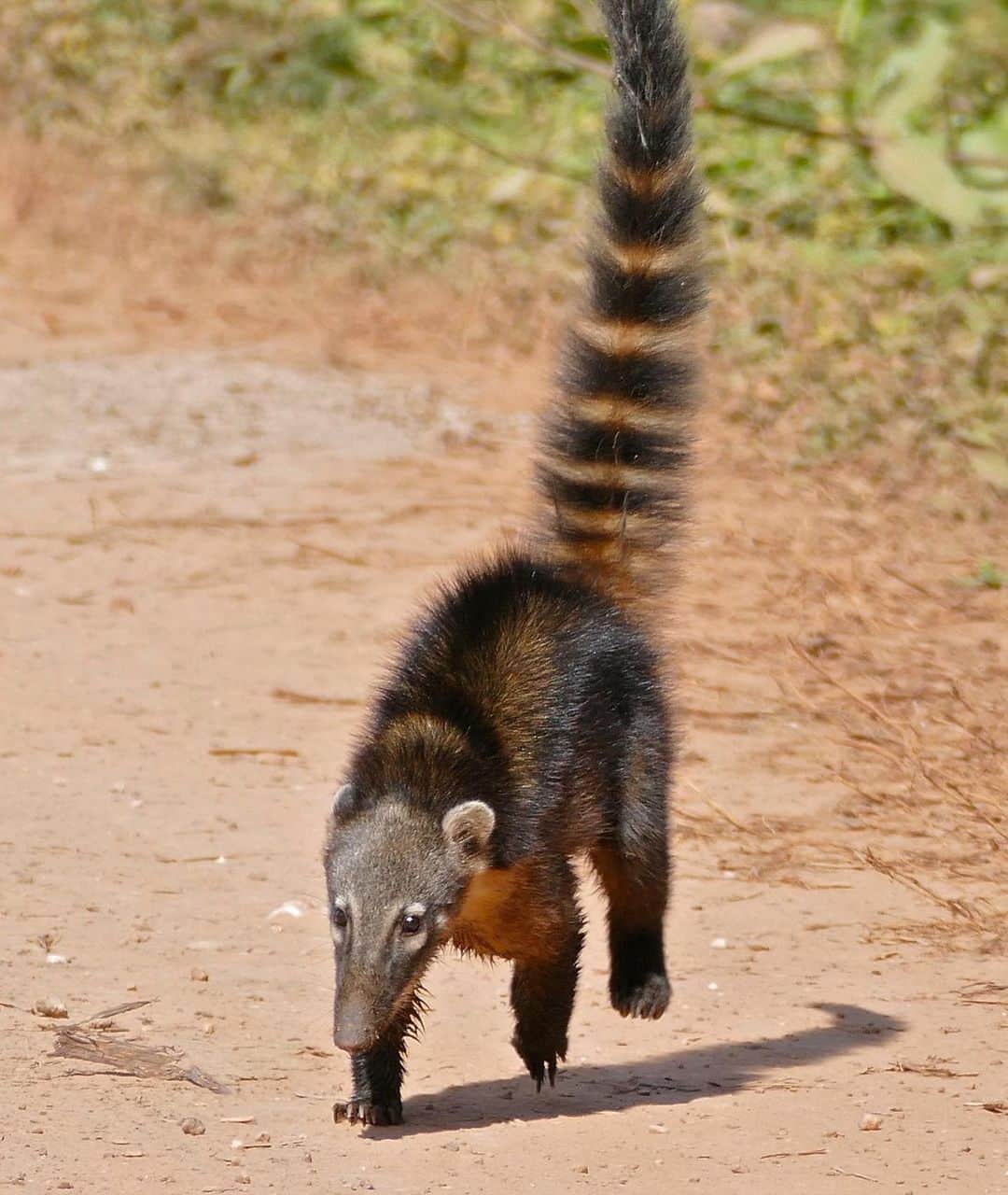 アメリカ自然史博物館のインスタグラム：「What’s that critter? It’s the South American coati (Nasua nasua)! If it reminds you of a raccoon, that’s because it’s a relative–both of the ring-tailed critters are members of the family Procyonidae. Sometimes called the “hog-nosed raccoon,” it uses its flexible snout to help it find food such as fruits and invertebrates. This coati has a wide range across South American forests, covering parts of Venezuela, Colombia, Brazil, and Bolivia. Photo: Bernard DUPONT, CC BY-SA 2.0, flickr」