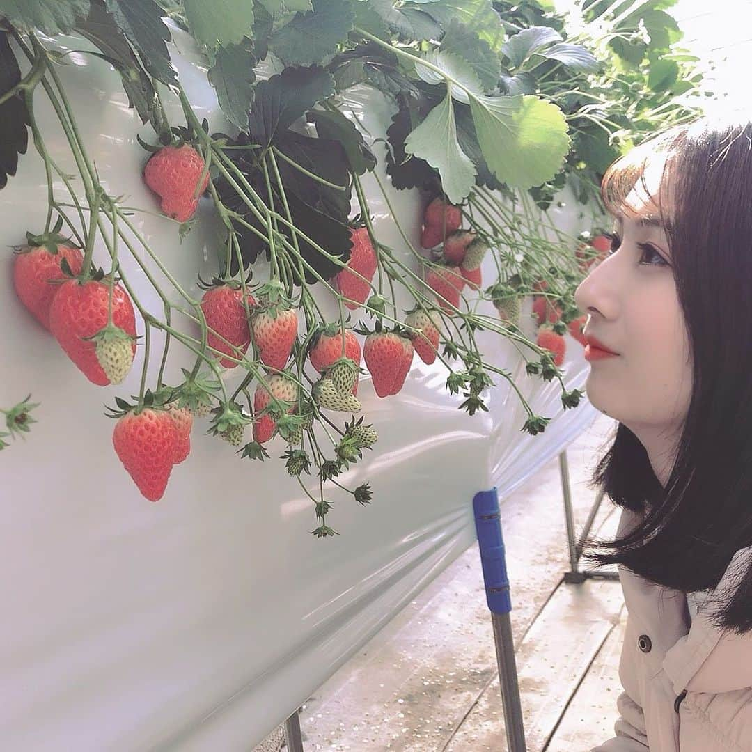 大脇有紗さんのインスタグラム写真 - (大脇有紗Instagram)「苺と私🍥  #いちご狩り #🍓🍓🍓  #いちごの里  #🍓🍓🍓🍓🍓」1月22日 14時44分 - aritan00401