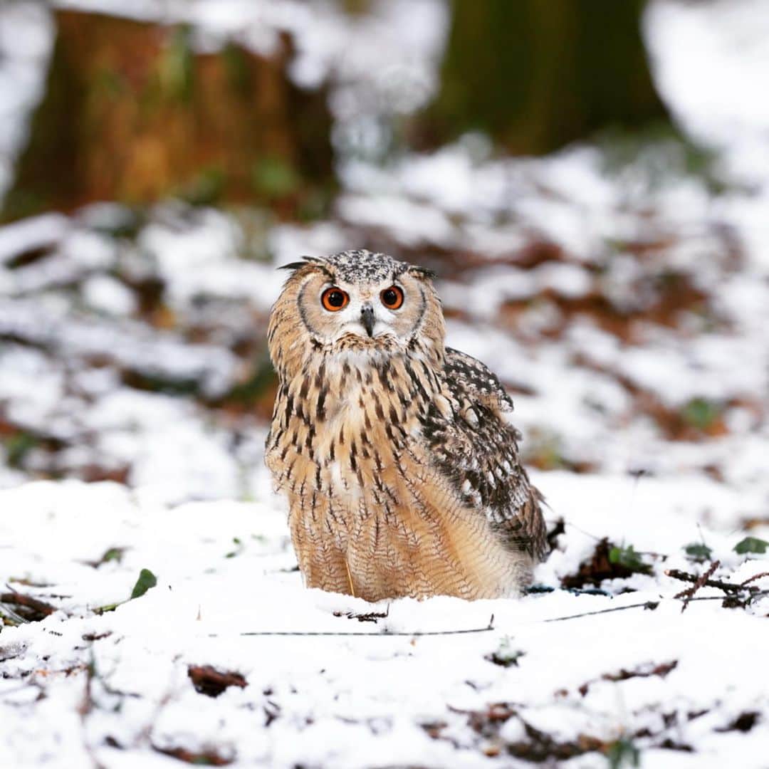 GEN3 Owlのインスタグラム：「ガルーは暑い夏より寒い冬の方が快適に遊びます。 シロフクロウやカラフトフクロウのように極寒地での耐性はないので程々に遊んで切り上げるけど、本人はいつまでも遊びたそうにしてました🤣  Garu seems to be more comfortable in cold winters than in hot summers. I don't spend a lot of time because it's not as resistant to cold climates as the Snowy Owl and the Great Gray Owl, but he seems to have played forever.  #owl #owlgaru #フクロウ」
