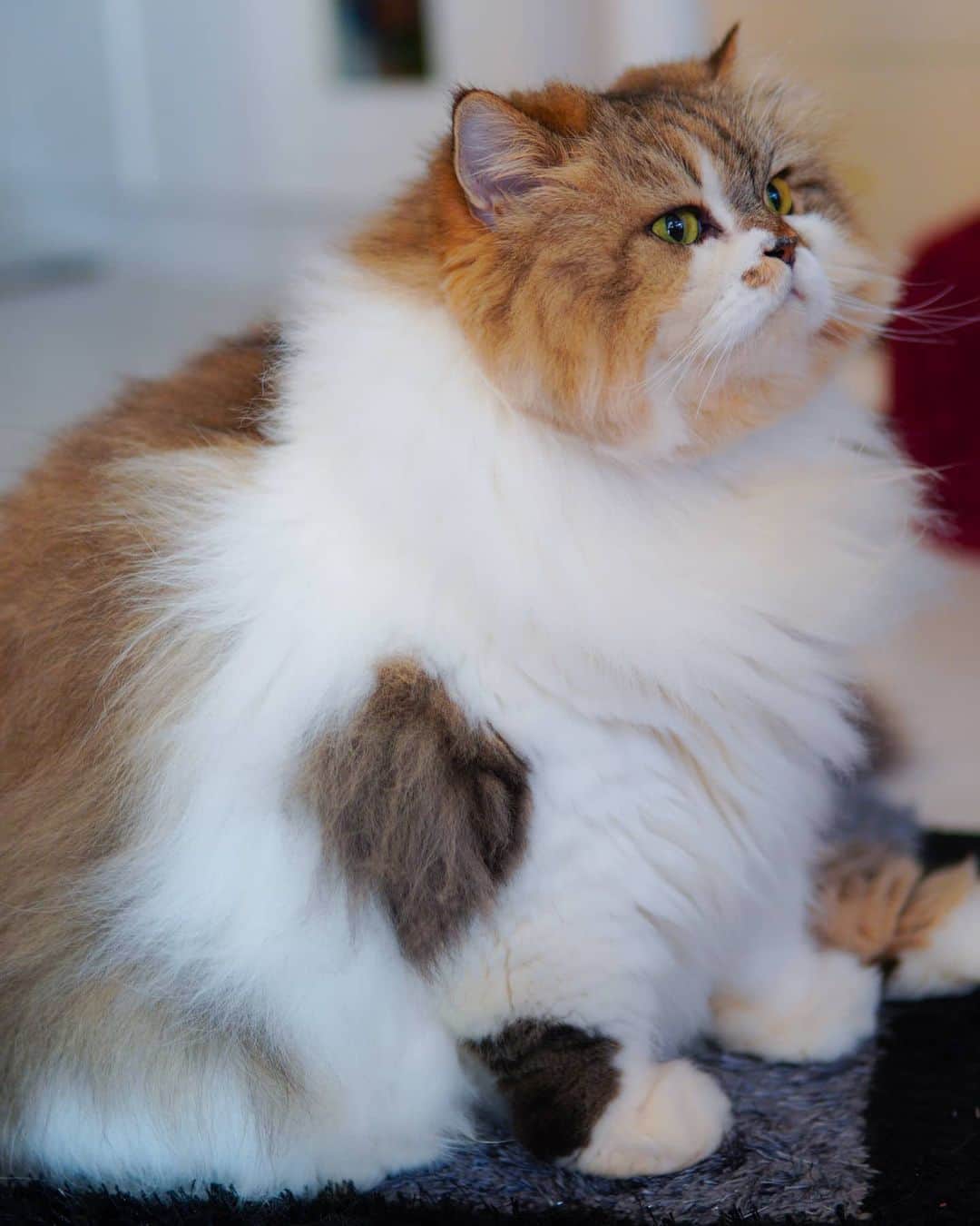 Kenshin & Chloeyのインスタグラム：「☺ Just pleasantly Plump ♡ #plumpykitty」