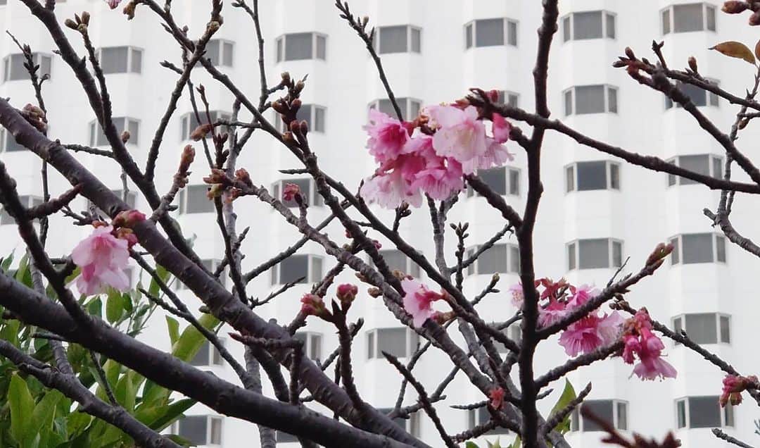 ダブルツリーbyヒルトン那覇首里城のインスタグラム：「🌸桜が咲きました🌸 沖縄にしては珍しく先週まではとても寒い日が続きましたが、ホテル敷地内の桜が咲きました☺️✨」