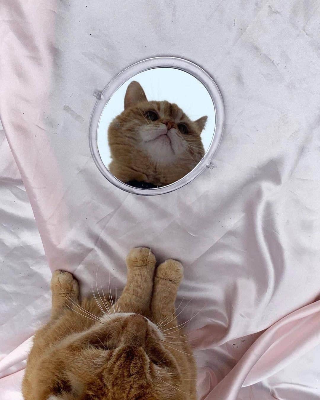 9GAGさんのインスタグラム写真 - (9GAGInstagram)「Meowrror 📸 @michel_e_b - #cat #mirror #9gag」1月22日 15時10分 - 9gag