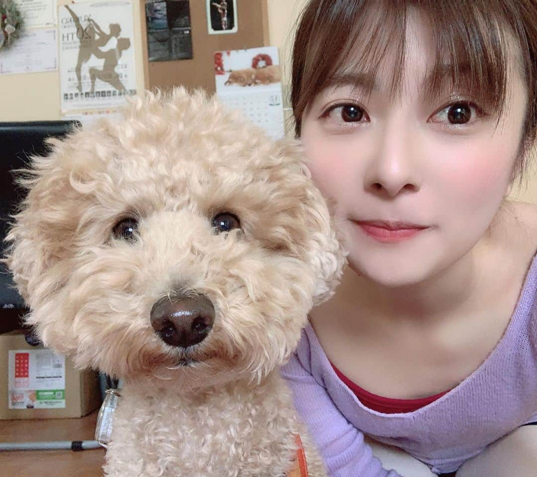 林田雪菜さんのインスタグラム写真 - (林田雪菜Instagram)「カメラ目線いただきました🐶 ありがとうございます、ばむさん❤️  #いぬすたぐらむ #バム #由里子先生の愛犬 #たまにスタジオに来てくれる #可愛すぎる #レッスン中は良い子すぎる #もふもふ #毛がもふもふ #カメラを認識する犬 #決め顔わんこ #いぬ #プードル #🐩 #ユリコバレエスタジオ #ユリコバレエ #あー犬欲しい」1月22日 15時25分 - hayashidayukina