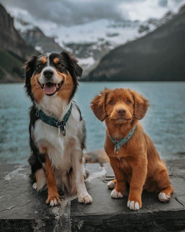 Kapten & Sonさんのインスタグラム写真 - (Kapten & SonInstagram)「Mood realizing it's Friday vs. mood realizing the weekend is always too short. 😛 Cutest two on a trip to Lake Louise. 🐶 @journeysofjuniper #bekapten #kaptenandson⁠ .⁠ .⁠ .⁠ #dogs #cuties #doglove #love #besties #dogsofinstagram #lovedones #inspo」1月22日 15時30分 - kaptenandson