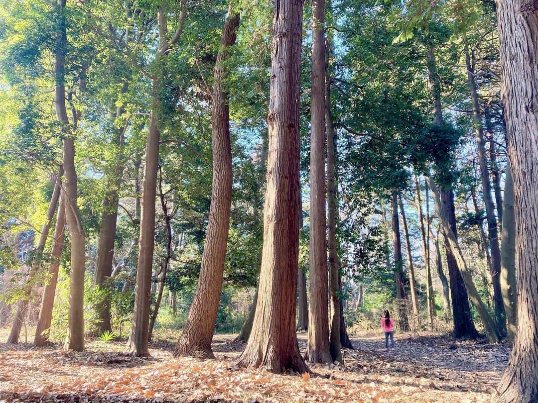 六車奈々さんのインスタグラム写真 - (六車奈々Instagram)「今日も午前中は、せりと林へ。  木の実を拾い、 葉っぱのお皿に乗せて ご馳走してくれました^ ^  #娘と  #林へ  #田舎暮らし  #子育て  #子育てママ  #保育士  #自然  #ワーママ  #働くママ  #リモートワーク   #japan #japaneseforest #enjoy」1月22日 16時02分 - nanarokusha