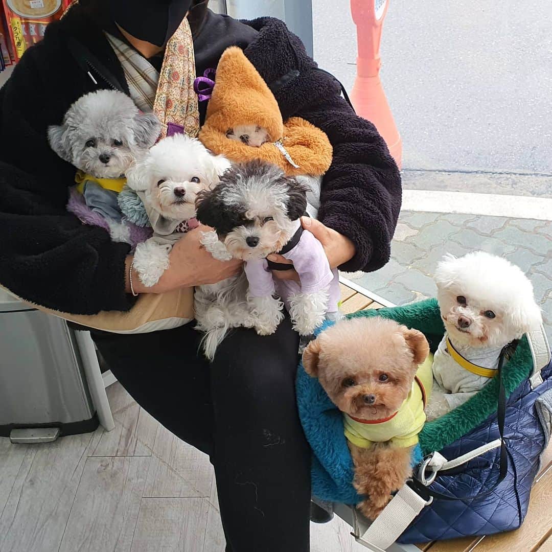 띠비비샤샤루루슈엘のインスタグラム