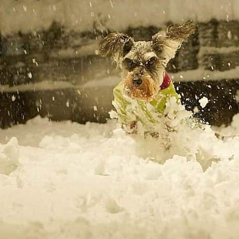 モラキジドッグさんのインスタグラム写真 - (モラキジドッグInstagram)「3年前の今日は、東京は大雪だった。 ワンコにとっての3年間は10年以上❗️  人間で言ったら10年ひと昔だけども、変わらず過ごせて居れる事に、ささやかな幸せを感じながら健康体で過ごしてくれている、12歳のララに感謝👋😉💓  #Mシュナウザー #miniatureschnauzer  #ソルペ」1月22日 16時26分 - morakijidog