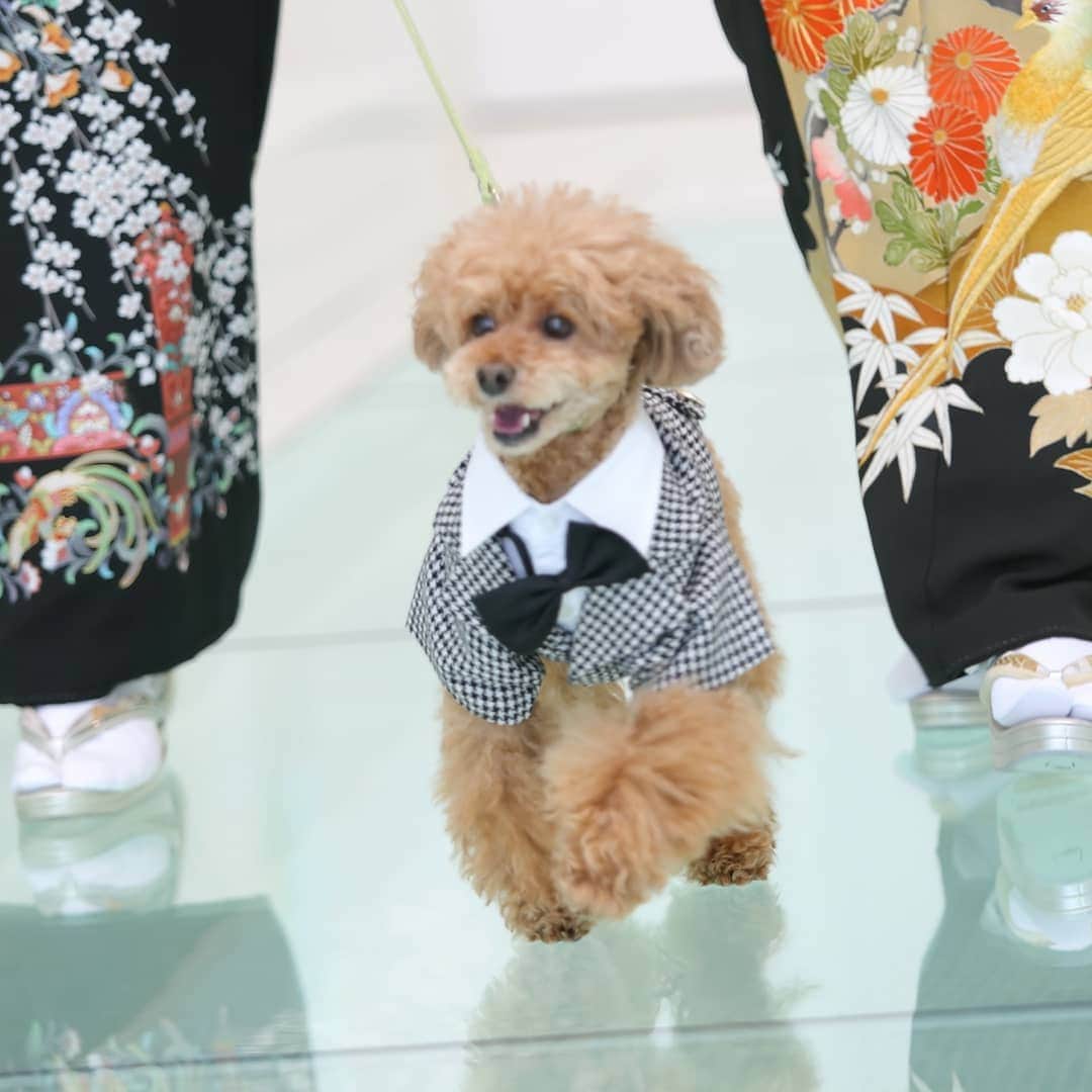 deuxzero デゼーロのインスタグラム：「『僕も結婚式に連れてって！』デゼーロオリジナル“Pet Wedding” 一生に一度の結婚式だから大切な時間を一緒に過ごしたい そんなお客様のご要望にお応えして実現した『Pet Wedding』   ペット専用のお料理やスイーツ、ドリンクなどおもてなしも充実。 披露宴会場はもちろん、控室から挙式会場まで、ずっと一緒に思い出の1日を！ 大切な家族のペットたちにも、きっとご満足いただけます。 また、ワンちゃんだけでなく、猫ちゃん、うさちゃんなど ペットも大切な家族、友人とお考えの方、是非ご一緒に結婚式を！   公式HPにて『Pet Wedding』についてもチェックしてみてください。 https://deuxzero.net/pet/     #神戸結婚式 #ペットと結婚式 #オリジナルウェディング #デゼーロ結婚式 #ワンちゃん衣装 #コロナ禍結婚式」