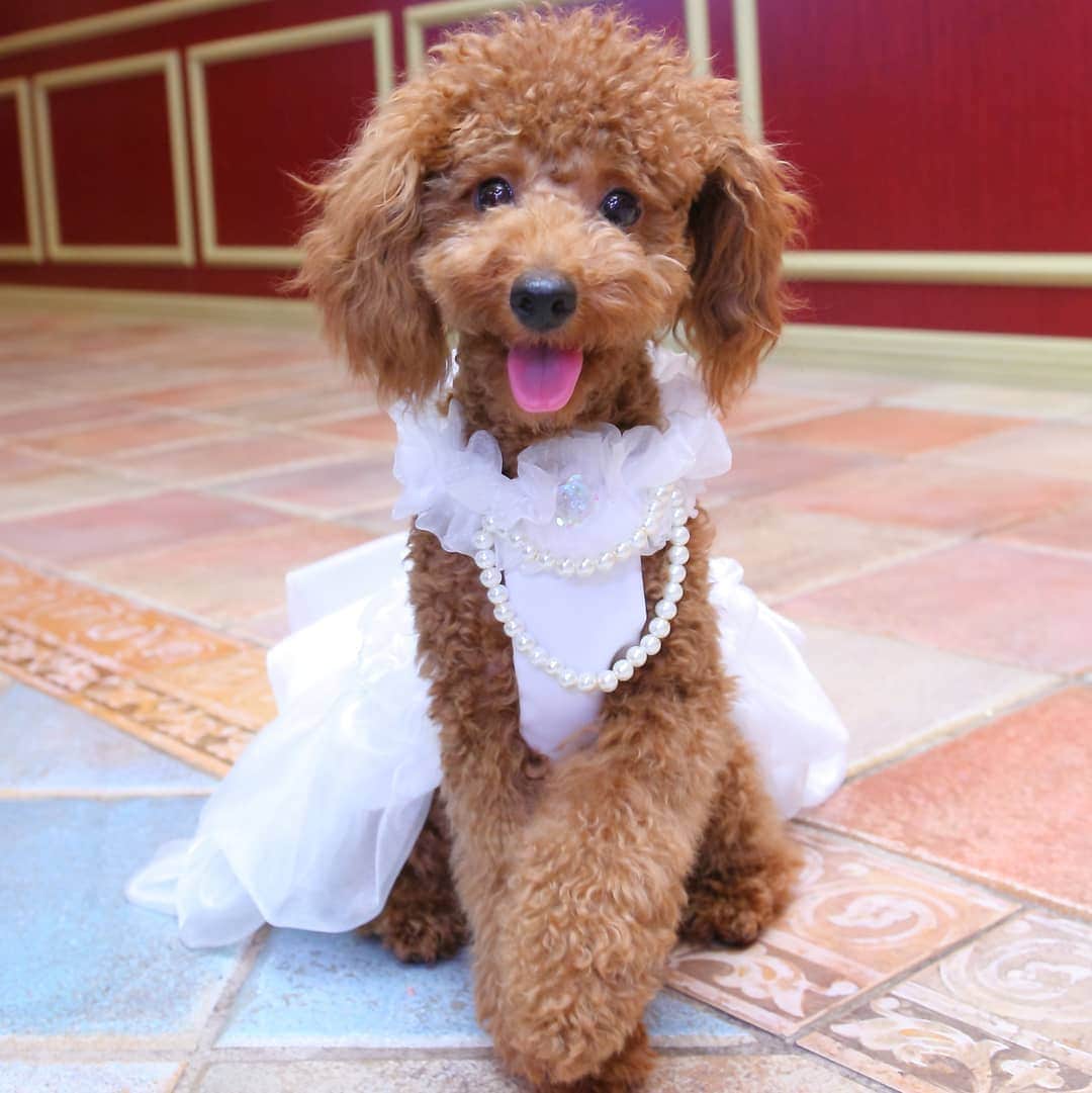 deuxzero デゼーロさんのインスタグラム写真 - (deuxzero デゼーロInstagram)「『僕も結婚式に連れてって！』デゼーロオリジナル“Pet Wedding” 一生に一度の結婚式だから大切な時間を一緒に過ごしたい そんなお客様のご要望にお応えして実現した『Pet Wedding』   ペット専用のお料理やスイーツ、ドリンクなどおもてなしも充実。 披露宴会場はもちろん、控室から挙式会場まで、ずっと一緒に思い出の1日を！ 大切な家族のペットたちにも、きっとご満足いただけます。 また、ワンちゃんだけでなく、猫ちゃん、うさちゃんなど ペットも大切な家族、友人とお考えの方、是非ご一緒に結婚式を！   公式HPにて『Pet Wedding』についてもチェックしてみてください。 https://deuxzero.net/pet/     #神戸結婚式 #ペットと結婚式 #オリジナルウェディング #デゼーロ結婚式 #ワンちゃん衣装 #コロナ禍結婚式」1月22日 16時32分 - deuxzero_kobe_wedding