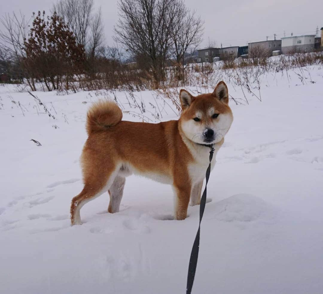 柴犬⭐️サスケのインスタグラム