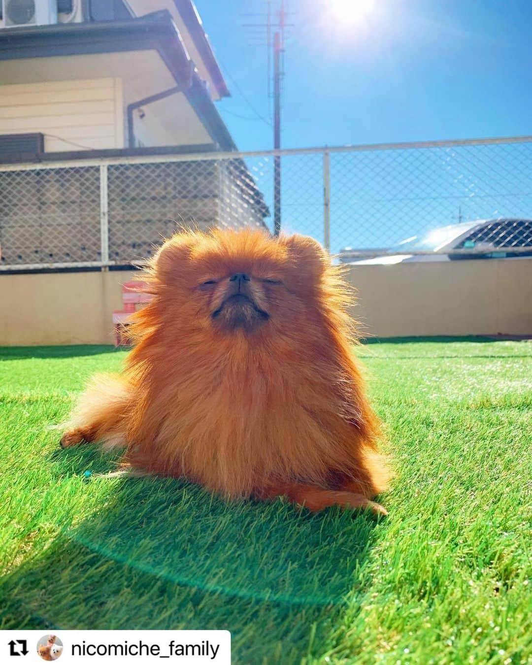 【公式】いぬのきもち・ねこのきもちのインスタグラム：「#Repost @nicomiche_family さんのみちぇちゃん。  大好きなポカポカ陽気☀️  空気の香り 気持ち良さそうね☘️  ハッシュタグ #いぬのきもち #ねこのきもち に投稿いただいた可愛い写真をご紹介しています！ 「いぬのきもちWEB　MAGAZINE」、「ねこのきもちWEB MAGAZINE」でもご紹介させていただくことも！  -------------------  .  #いぬ #いぬすたぐらむ #いぬのいる暮らし #いぬのきもち #いぬ好き #犬 #犬好きさんと繋がりたい #犬のいる生活 #犬と暮らす #犬好き #dog #dogsofinstagram #dogstagram  #ポメラニアン #ぽめらにあん #pomeranian」