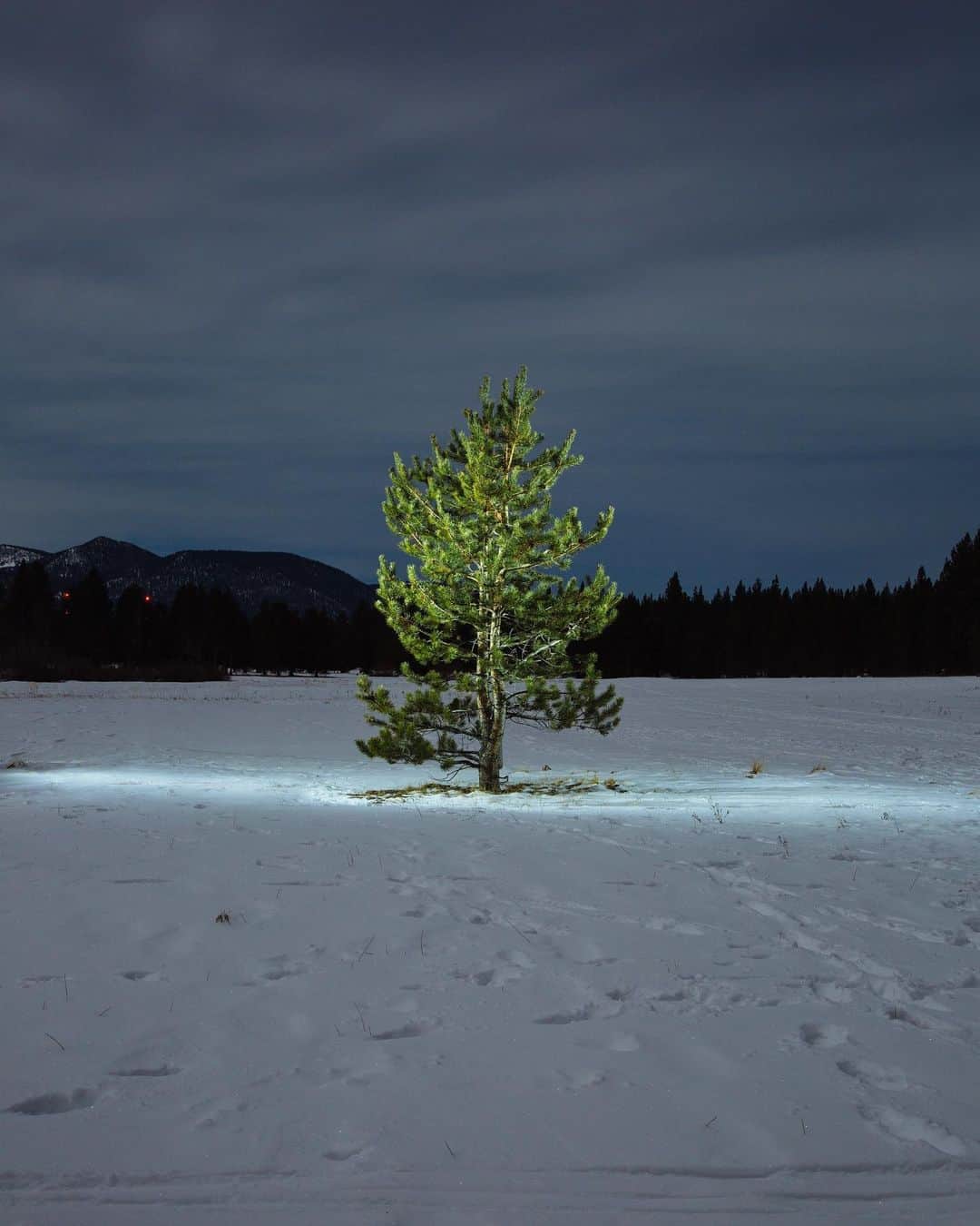 ローレン·ランドルフのインスタグラム：「This is a tree. #treephotography   Inspired by @noahkalina」