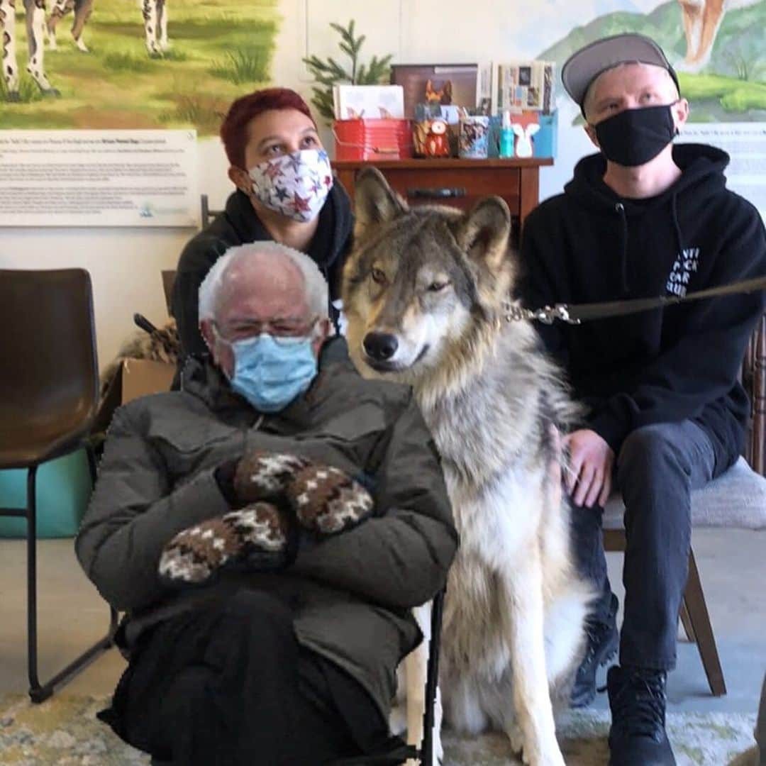 Rylaiさんのインスタグラム写真 - (RylaiInstagram)「Lucan is definitely wanting a pair of those mittens while Maksa is so smitten with Dave, she can care a less about the man sitting next to her!! Hahhaa . . #berniememes #lucan #funforfriday #fridayfun #wolves #wolfdogs #wolfpack #maksa #russianfox #russiangirl #berniesanders #bernie #furfree #savethewolvessavetheworld」1月23日 3時22分 - jabcecc