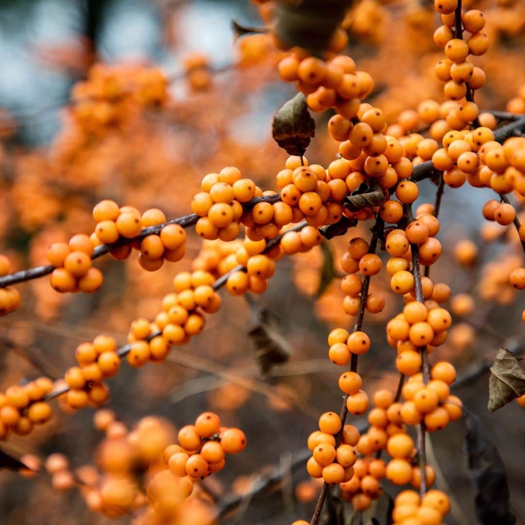ニューヨーク植物園のインスタグラム：「Not just a holiday decoration, the holly plant belongs to a far-reaching genus growing all over the world, and it's even related to yerba mate—the plant used to make the popular South American drink. . Get to know the many and varied plants contained in Ilex, a genus that boasts species on every continent except Antarctica. Hit the link in our bio to hear from Kristine Paulus, Living Collections Information Manager at NYBG, to learn all about Ilex and where to look for these plants here at the Garden, from our outdoor collections in winter to the Lowland Rain Forest house of the Haupt Conservatory. . #Ilex verticillata 'Winter Gold' . #plantlove #nybgathome #museumfromhome #culturefromhome」