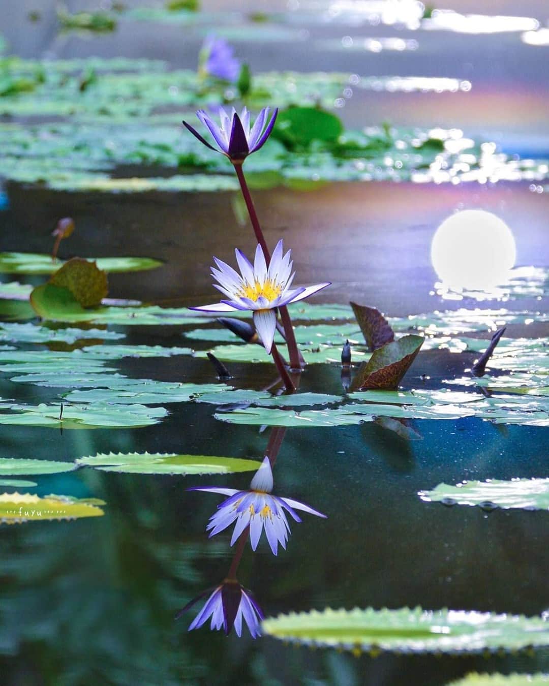 花の写真館のインスタグラム：「Photo by @pipipi.no.⠀ https://instagram.com/pipipi.no/⠀ .⠀ Original Post[投稿いただいたURL]⠀ https://www.instagram.com/p/CG0wjGcpOi-/⠀ .⠀ 本アカウントは、 #私の花の写真 をつけてInstagramに投稿された皆さまの花の写真や、「花の写真館」Facebookページで投稿された花の写真を紹介します。⠀ 「花の写真館」Facebookページは、「 @floral.photograph 」のプロフィールにあるURLからご覧ください。⠀ .⠀ ※各自、政府、自治体など公的機関の指示に従った行動をお願いします。⠀⠀ 東京カメラ部および分室では、写真を「見る楽しみ」を提供することを通して、微力ながら皆様にわずかな時間でも癒しをお届けしたいと思っております。⠀ ※本アカウントは東京カメラ部がFacebook、Instagramのサービスを利用して運営しているもので、Facebook社・Instagramとは一切関係ありません。⠀ .⠀ #花の写真館 #floralphotograph #floralphoto #flower #flowers⠀ Follow: @floral.photograph」