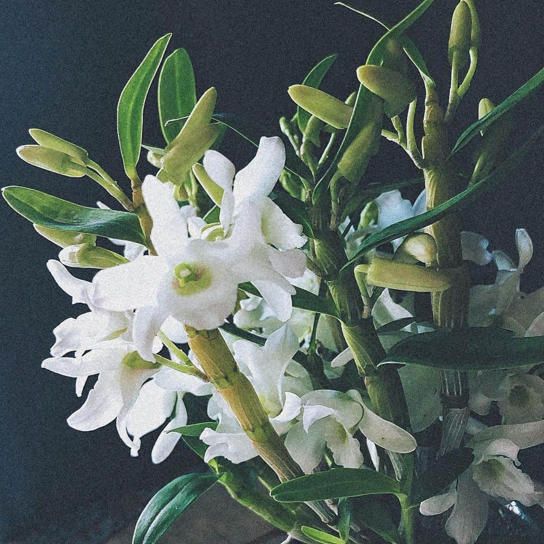 綾野ましろさんのインスタグラム写真 - (綾野ましろInstagram)「蘭のデンドロビウムというこを お迎えしました🧸 元気にさいてくれるように頑張ろ♡  #蘭　#flower #Dendrobium」1月22日 19時30分 - ayanomashiro_official