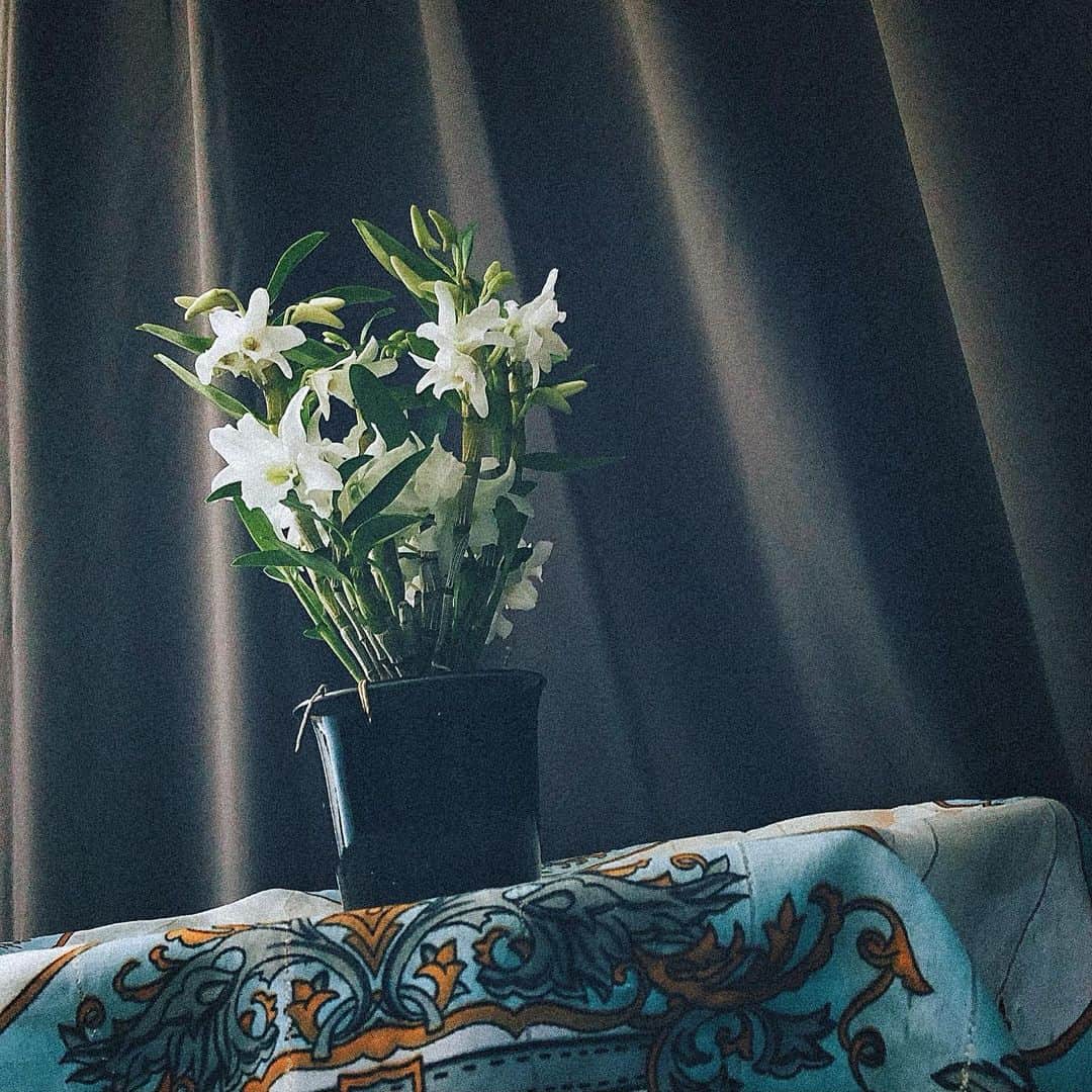 綾野ましろのインスタグラム：「蘭のデンドロビウムというこを お迎えしました🧸 元気にさいてくれるように頑張ろ♡  #蘭　#flower #Dendrobium」