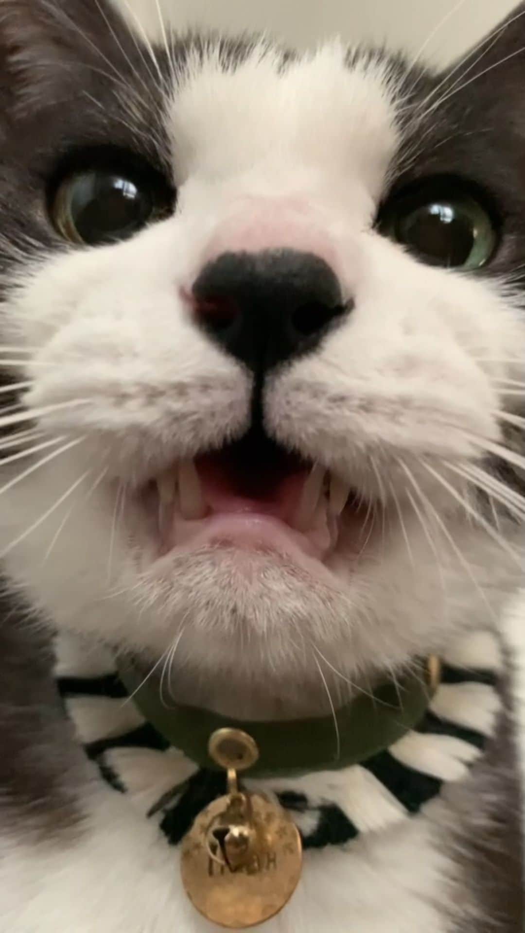 nocoaのインスタグラム：「． 今日の目覚まし⏰ ． わざと寝たふりしてみたりする🤤 ． #nocoa動画#catvideo#猫動画 #はちわれ#ハチワレ#猫#ねこ部#cat#topcatphoto#にゃんすたぐらむ#catsofinstagram#DailyFluff#WeeklyFluff#bestmeow#ペコねこ部#猫のいる暮らし#9gag#meowed#サンデイ#picneko#猫とインテリア」
