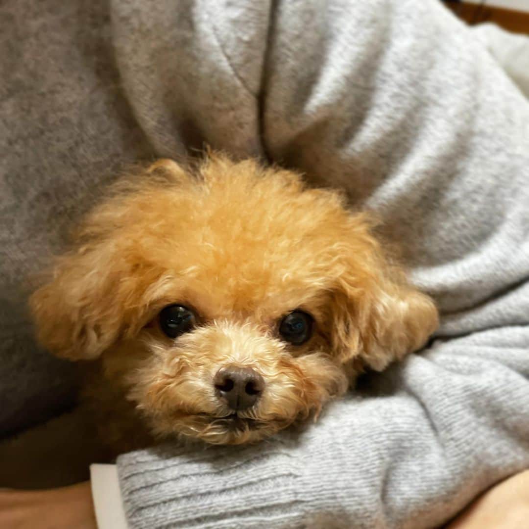 ふわのインスタグラム：「#toypoodle#toypoodlegram#dogsofinstagram#instadog#doglover#doglife#dog#fuwamama#ふわもこのふわ#ふわ#トイプードル#ふわもこ部#犬バカ部#親バカ部#犬のいる暮らし#いぬすたぐらむ#真顔」