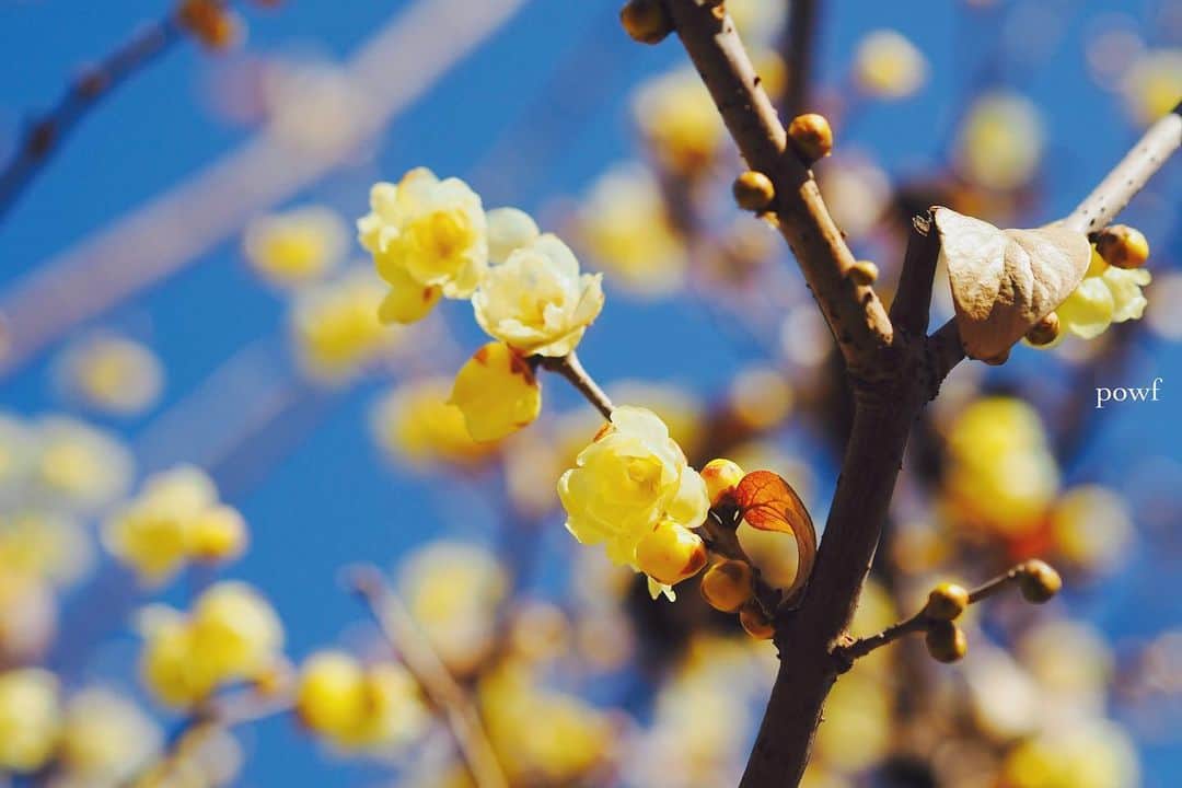anemone_69のインスタグラム：「. ひと枝持って行かれます？ と、この木の持ち主だという 年配のご婦人に声をかけられた。 . いえいえ… 香りと写真だけで じゅうぶんシアワセ✤ . . #ロウバイ #蝋梅 . . .」