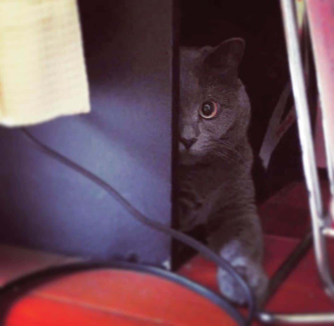 チキン南蛮カレーのルウ王子のグルメインスタ