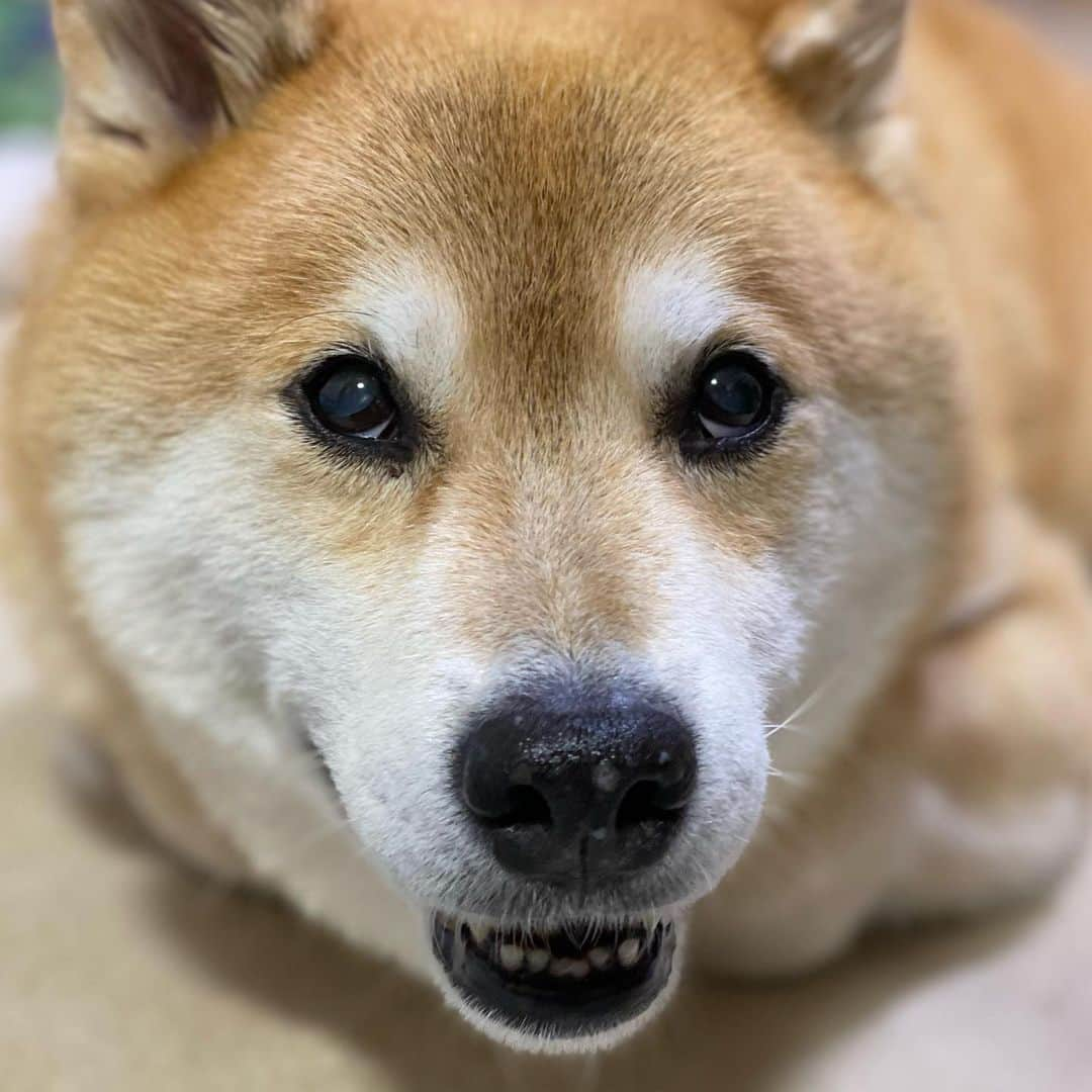 まる（まるたろう）さんのインスタグラム写真 - (まる（まるたろう）Instagram)「Have a nice weekend!! Stay healthy and safe! ✨🐶✨金曜日おつまる〜！今週もみんなよく頑張ったね( T_T)＼(^-^ ) #寄り道せんと #早く帰っといで #寒いからね #あったかくして帰るんだよ」1月22日 19時59分 - marutaro