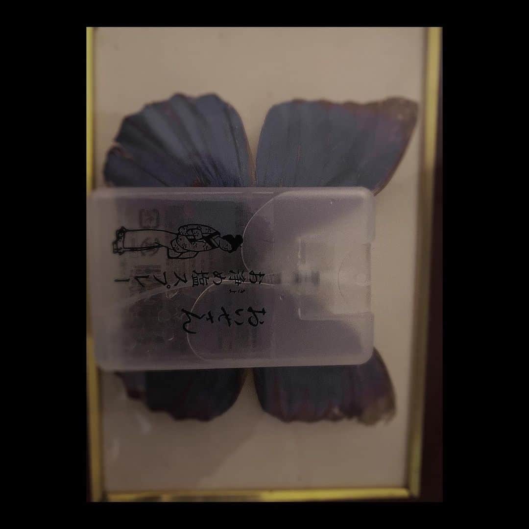 綾瀬志希さんのインスタグラム写真 - (綾瀬志希Instagram)「百瀬から頂いた！！嬉しい😸なんかいい匂いする！！」1月22日 20時06分 - shikinobu