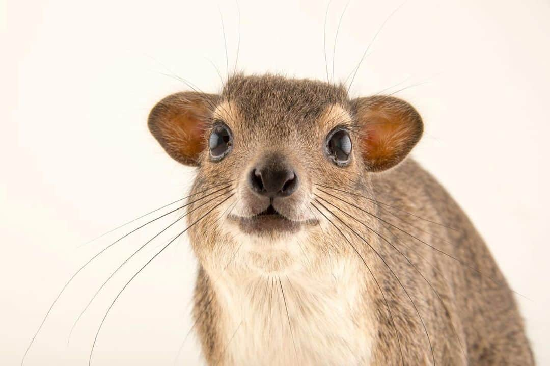 Joel Sartoreさんのインスタグラム写真 - (Joel SartoreInstagram)「Always on alert, the yellow-spotted rock hyrax emits a high pitched, piercing call to notify members of its group of the presence of a predator or a potentially dangerous situation. While this species doesn’t look particularly tough, it will fiercely fight off any predator that launches an attack, doing whatever it can to ensure its survival. Thankfully, in many cases, excellent eyesight and hearing combined with foot pads designed to allow the hyrax to grip onto and climb rocky surfaces, equip this species with the ability to detect predators and vacate the area before being captured. Photo taken @zooplzen. #hyrax #yellowspotted #bush #rock #cute #fierce #PhotoArk #savetogether」1月22日 20時28分 - joelsartore