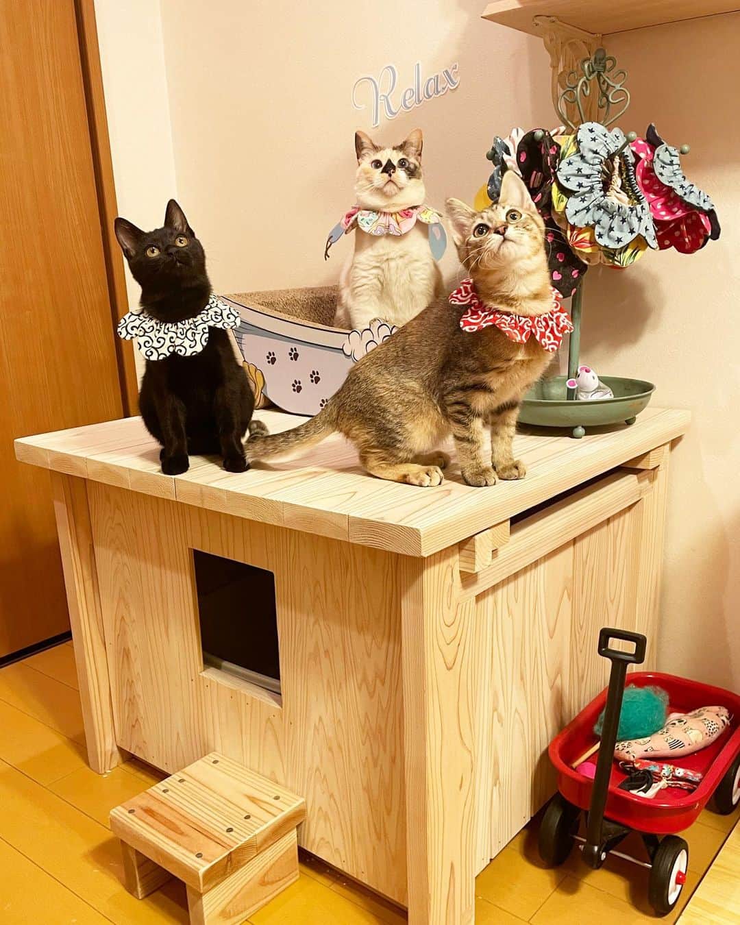 maimocotoのインスタグラム：「我が家のリビングには換気扇と小窓の付いた猫トイレ部屋があるんだけど、これは寝室に置いてある猫トイレbox🚽 中にはトイレと砂のストック、袋などが収納されてます。画家の弟に作ってもらったんだけど、思いの外でかい！笑（STEPはモコ用❤︎） でも、みんなの遊び場にもなってるし、いいかな❤︎ ＊ ＊ そして、 #ピコとチャキ はお見合いが決まりました👏上手くいくように見守っていてください🙇‍♀️ ＊ ＊ 『ちーのいもうと2人、可愛いでしょ？』 ＊ ＊ #どこに出しても恥ずかしくない仕上がりの姉妹猫 #可愛くて賢くてよく食べておてんばちゃん #ザビエル首輪　 #我が家の猫トイレは4つ #昨日の電車の動画にコメントたくさんありがとう」