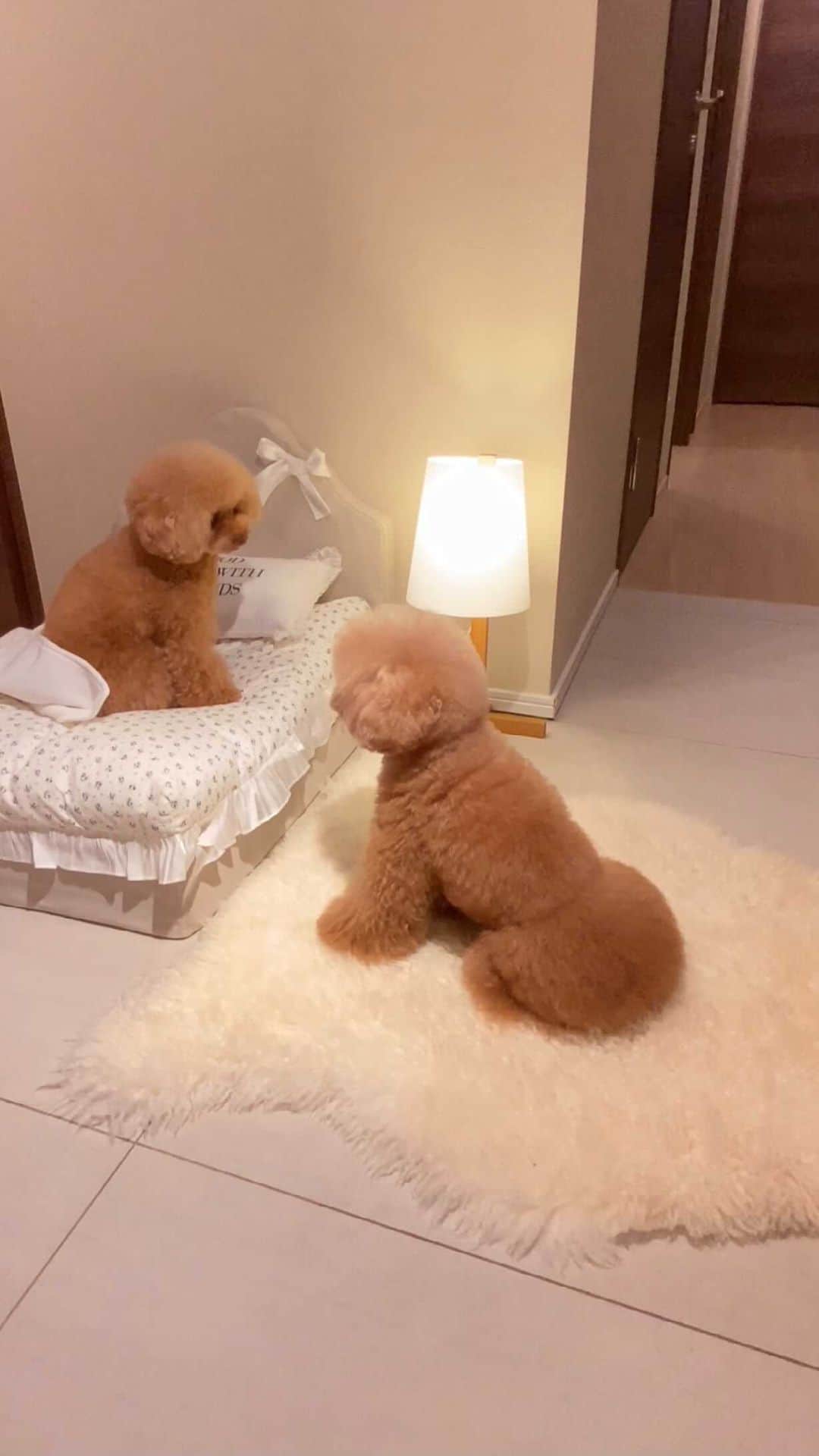 ショコラ❤︎あずき❤︎パンナのインスタグラム：「・ パンナ〜、起きて〜❣️ ・ いつもありがとうございます。 パンナと卓球🏓全貌を撮影してみました。この日は少し暴走気味なパンナでした😅 YouTube にアップしましたので、良かったら見てください🥰 ・ #トイプードル #プードル #トイプー #いぬすたぐらむ #いぬバカ部 #犬 #toypoodlered #toypoodle #poodle #dog #dogs #instadog #cutedog #ilovemydog #dogstagram #あずしょこぱん #パンナ #reels」